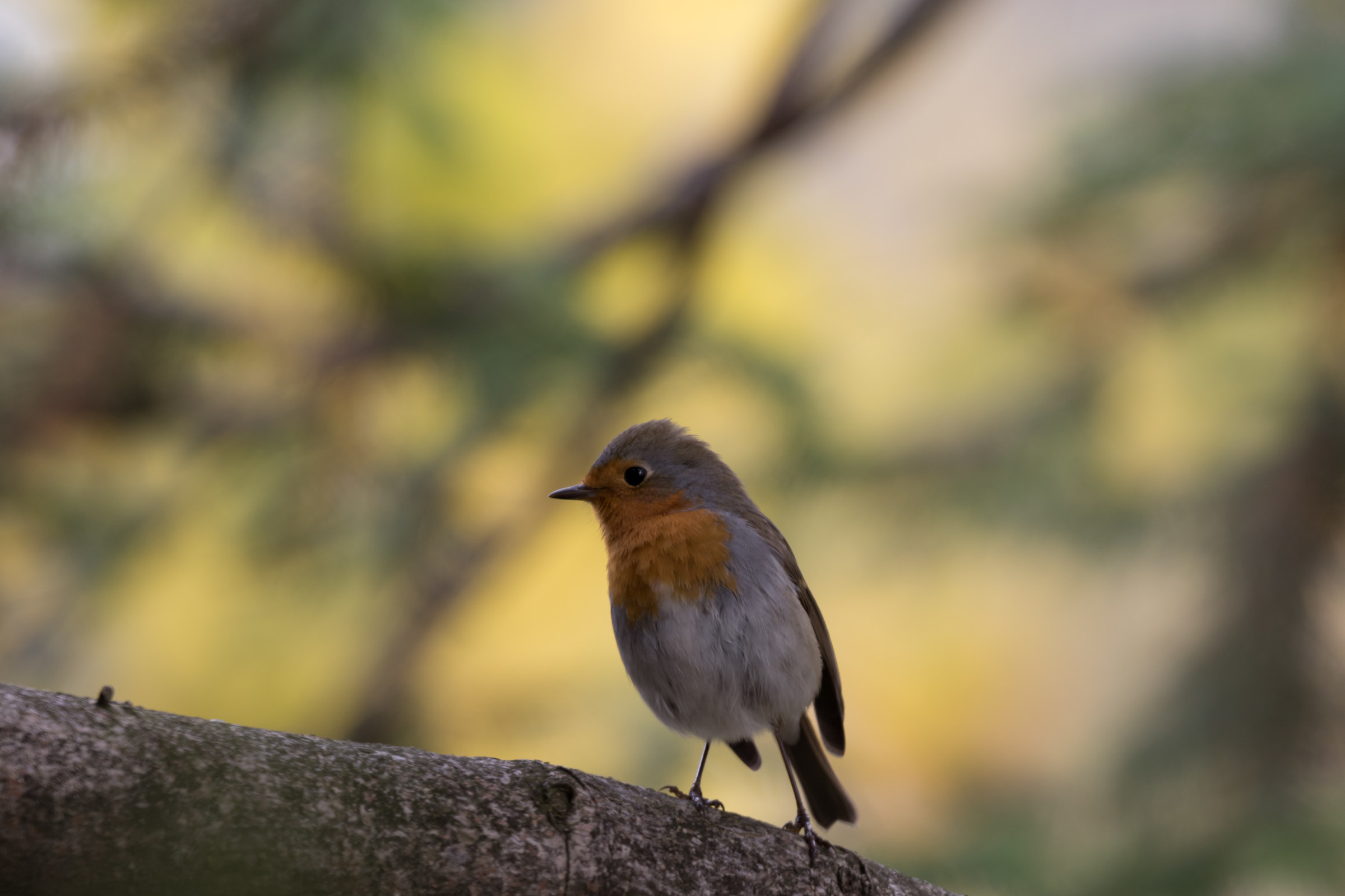 Passerotto does not go away ....