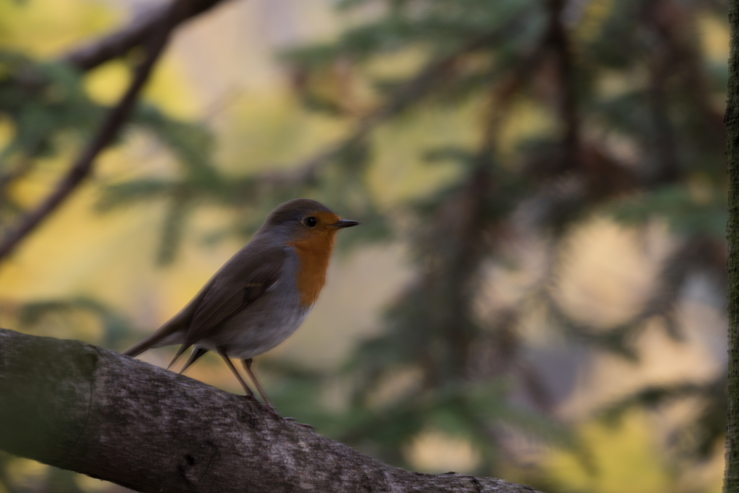 Passerotto does not go away ....