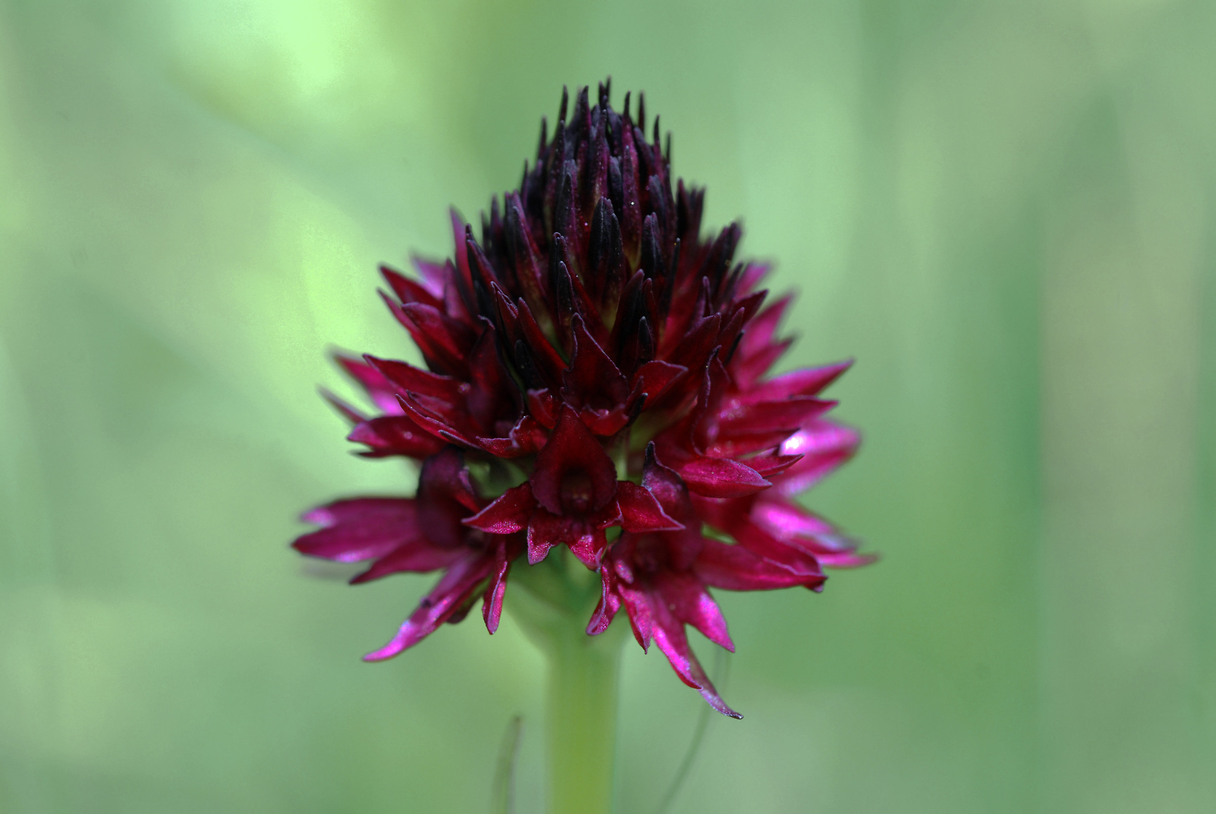 Nigritella nigra rhellicani