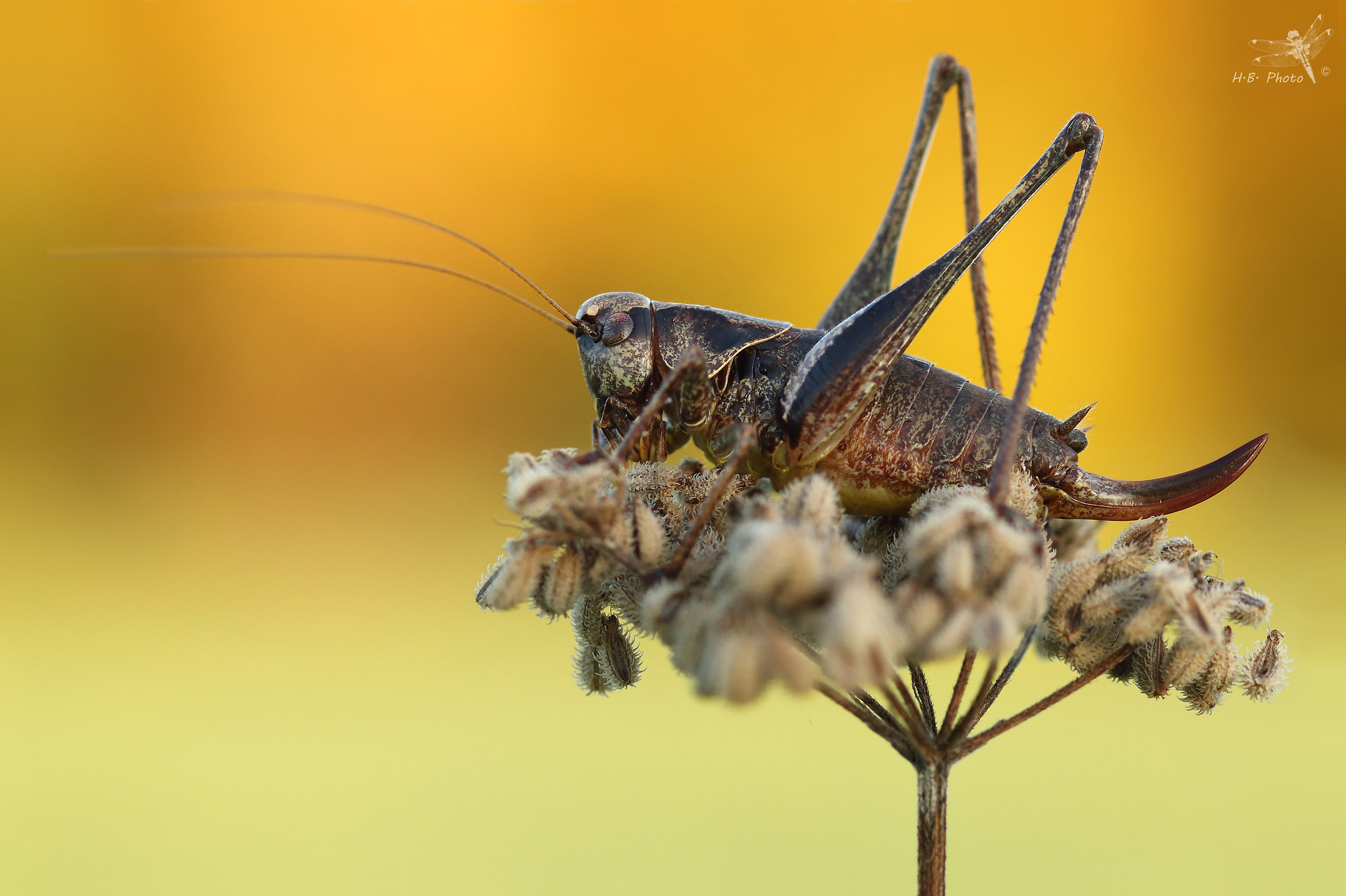 Pholidoptera griseoaptera, femmina