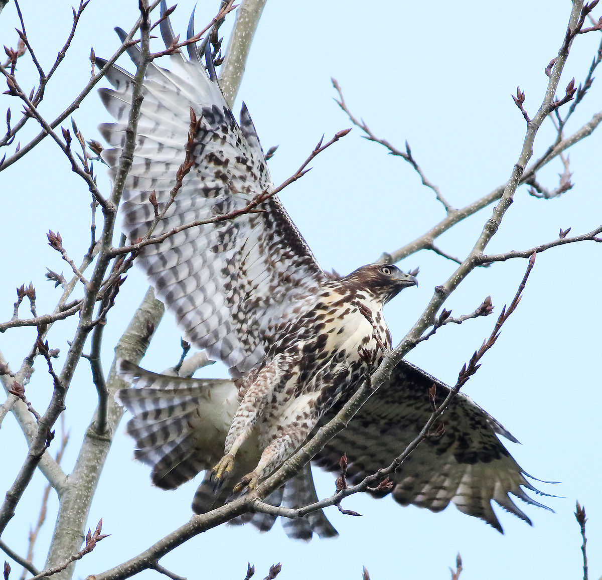 Filettatura dell'ago