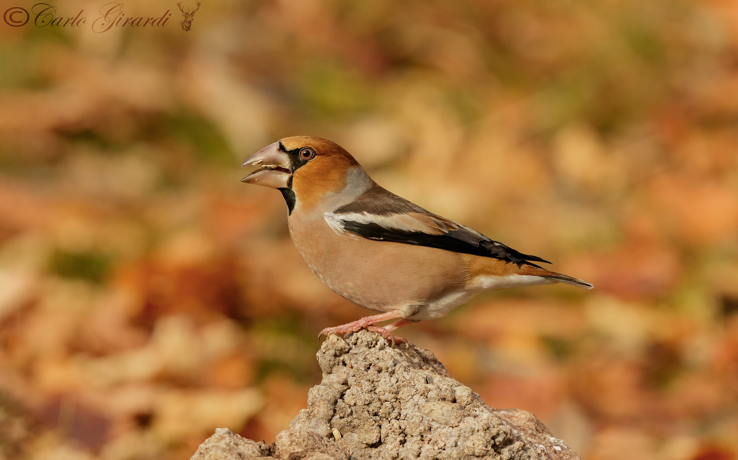 Frosone Maschio 2017