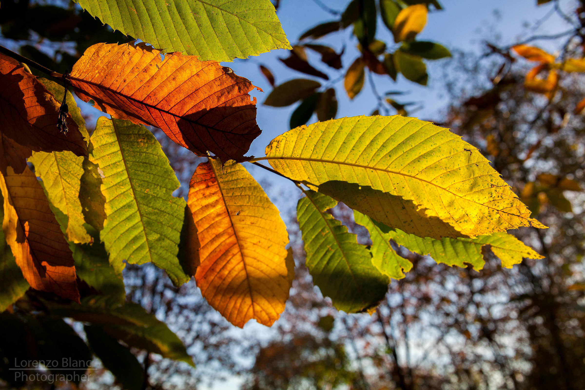 Autunno e i suoi colori