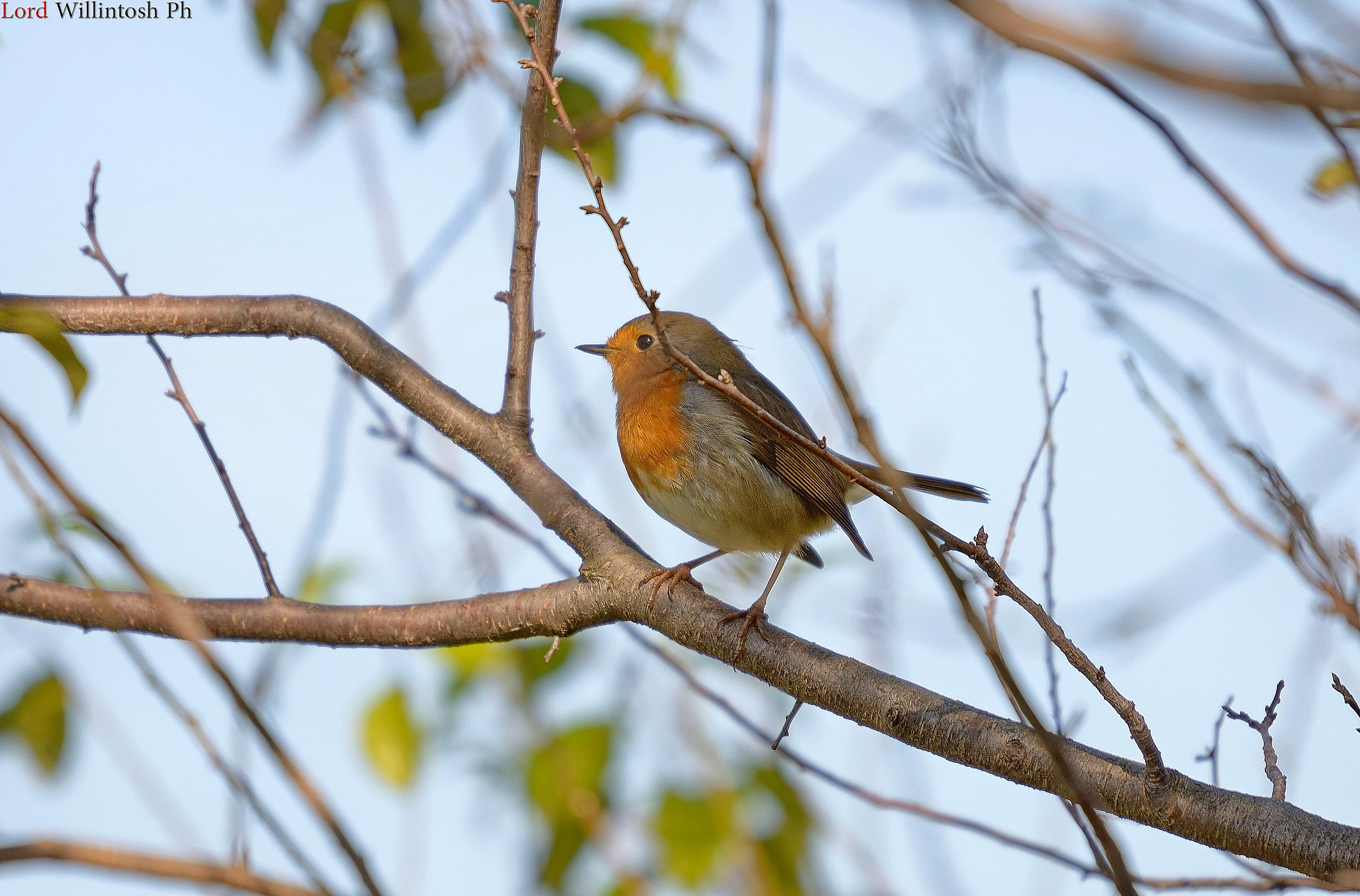 First try Sigma 100-400mm OS