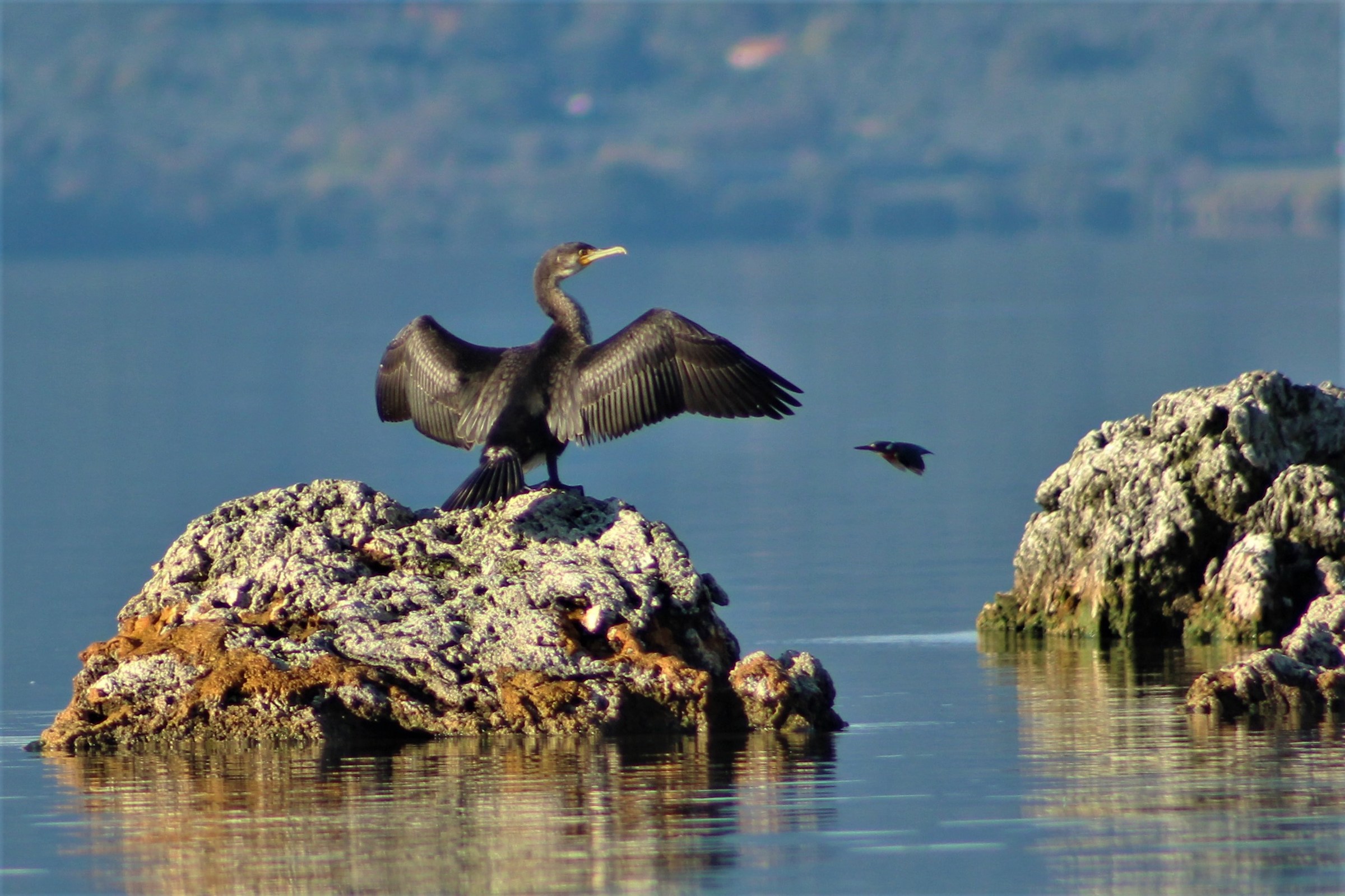 Martin fisherman goes into the field as I click on the cormo...