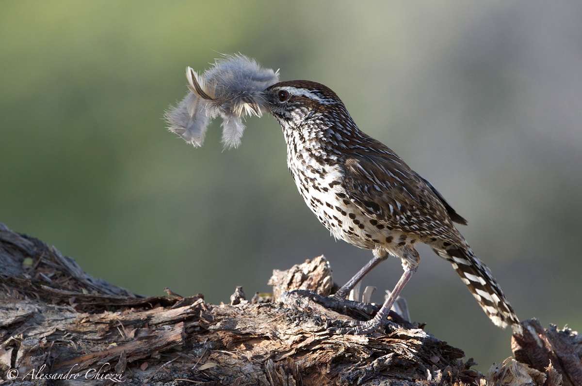 Cactus wren