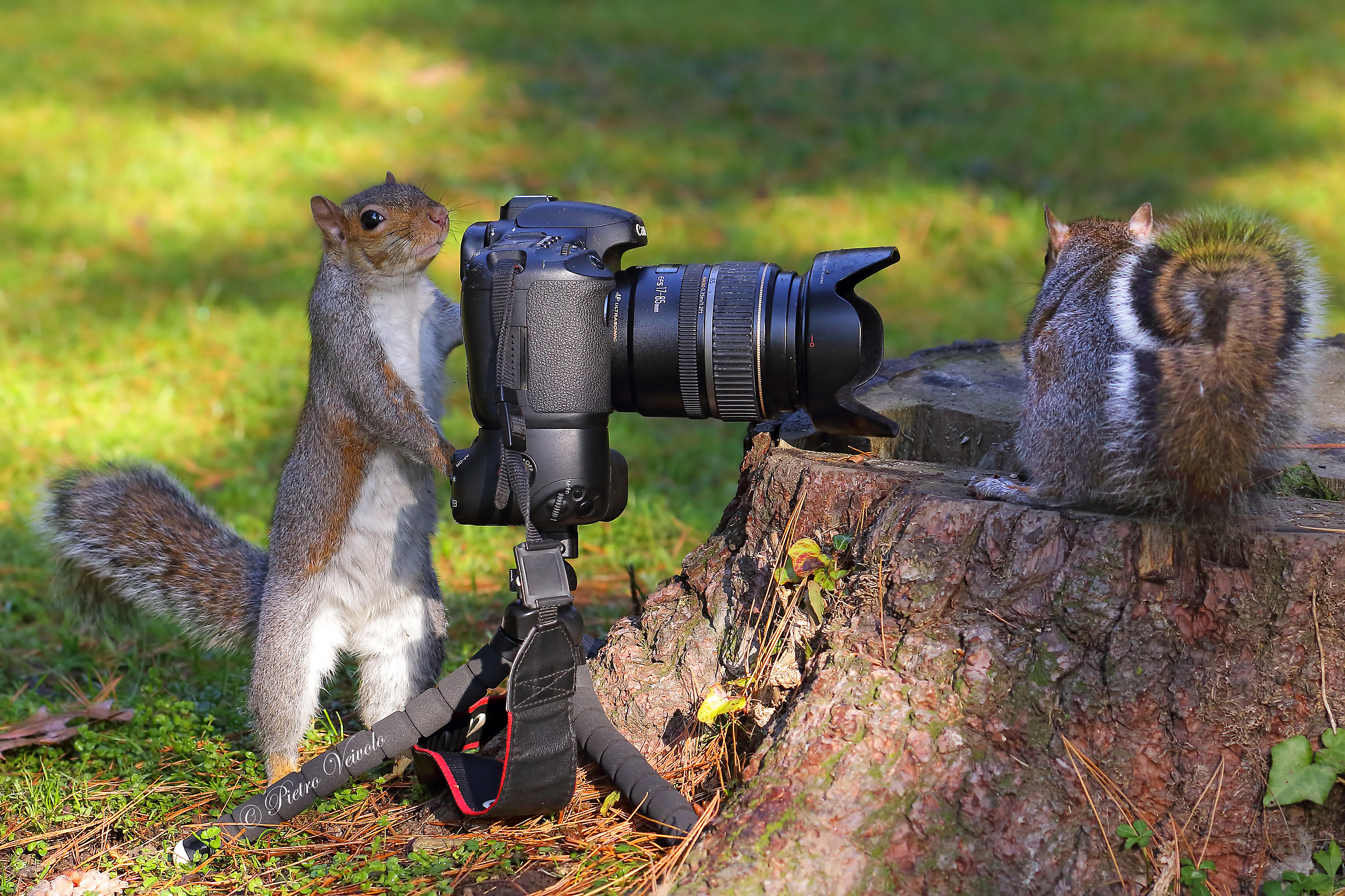 The aspiring photographer