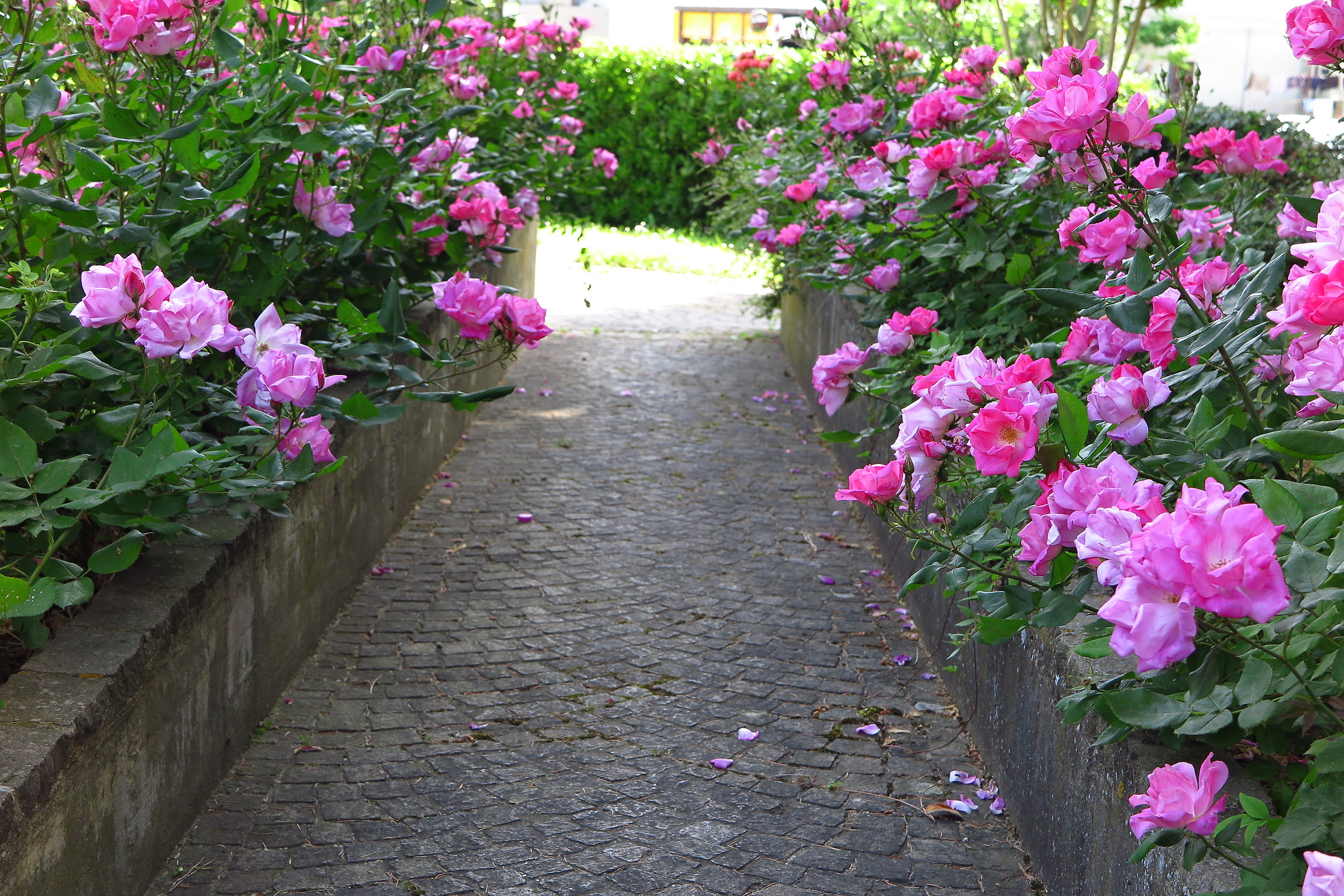 I'm going to my Pierina.