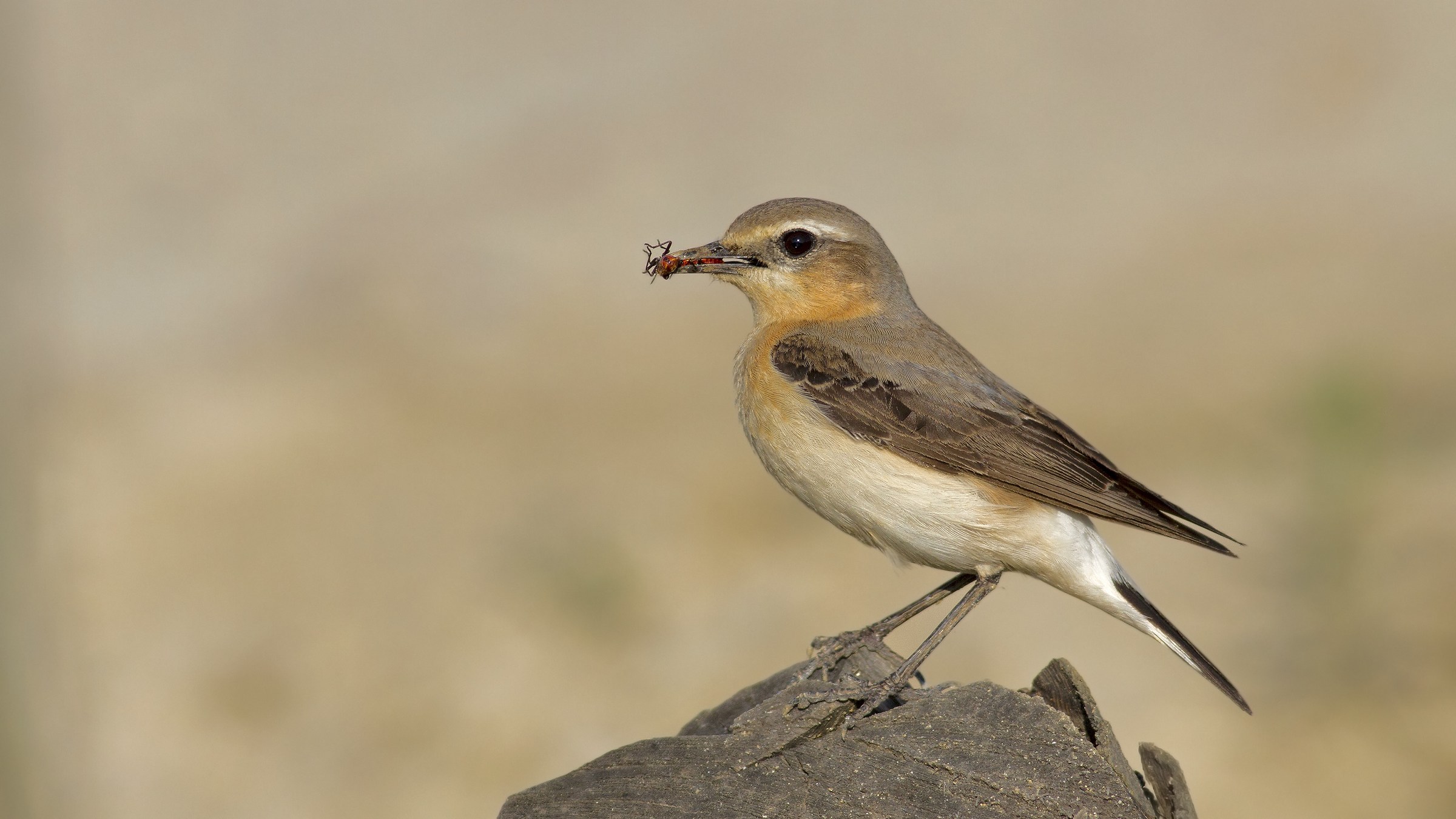 Qenanthe qenanthe (femminile)