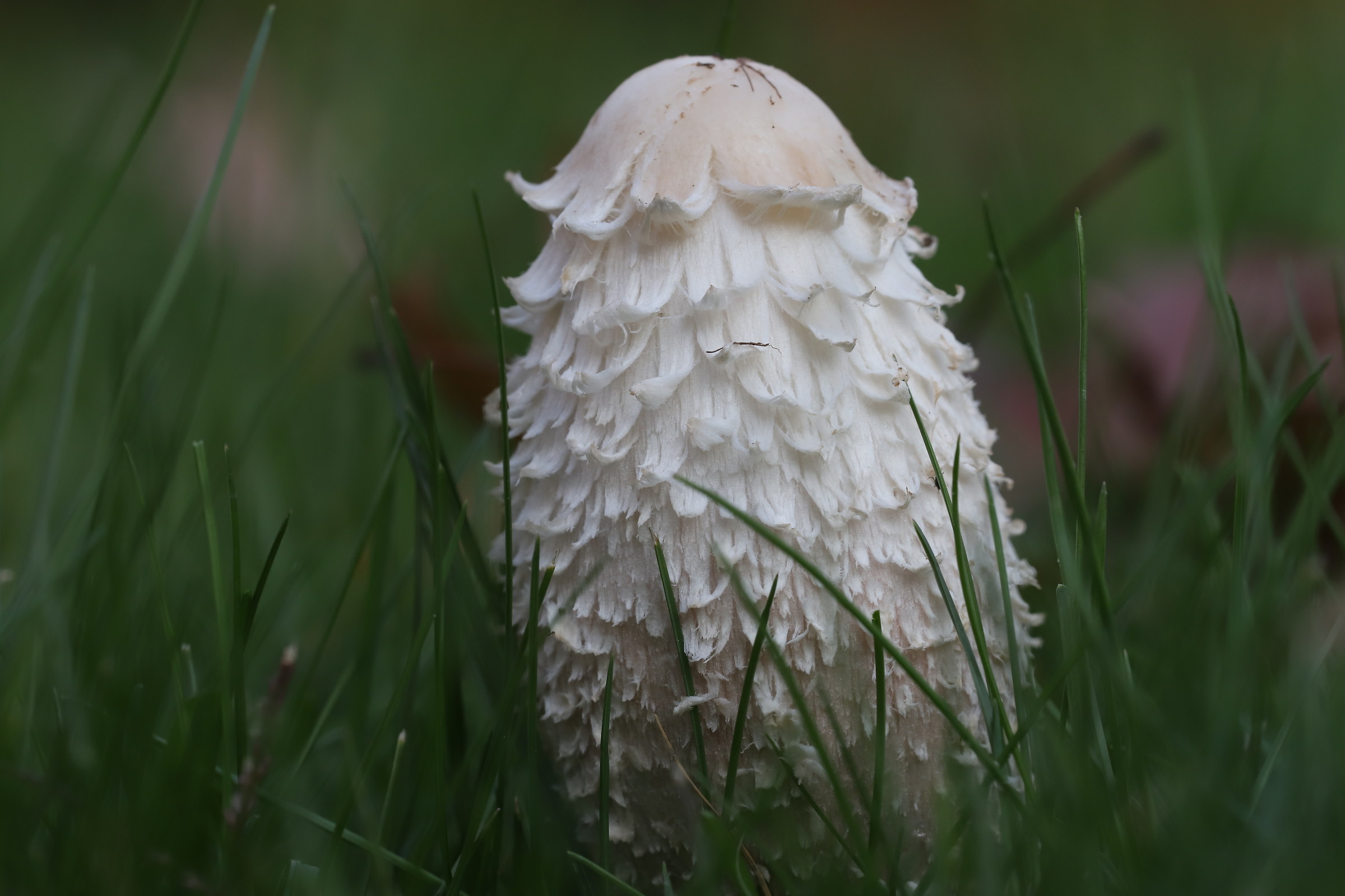 Coprinus Comatus