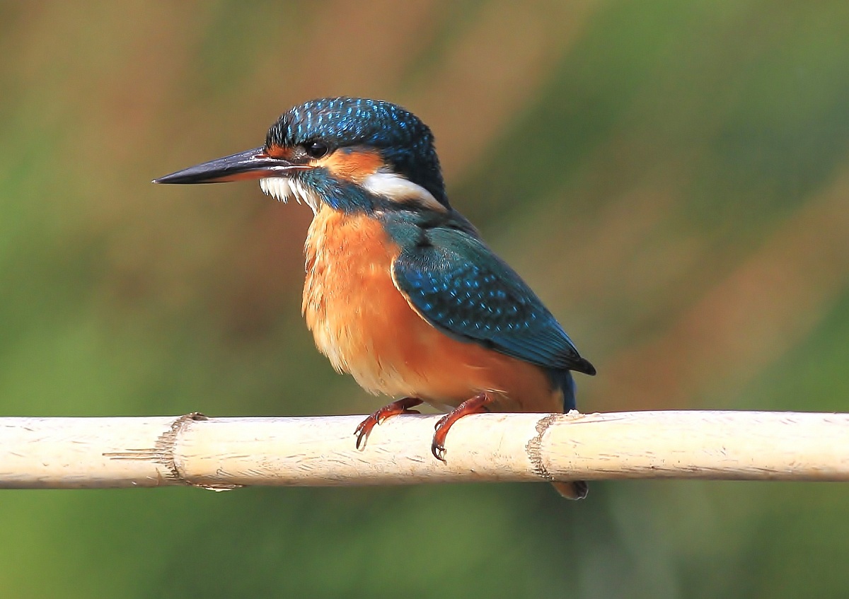 Martin swab .............