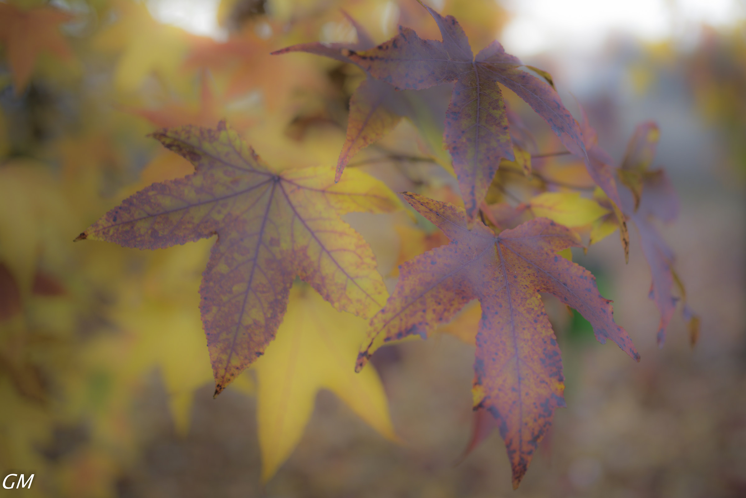 Autumn colors orton effect