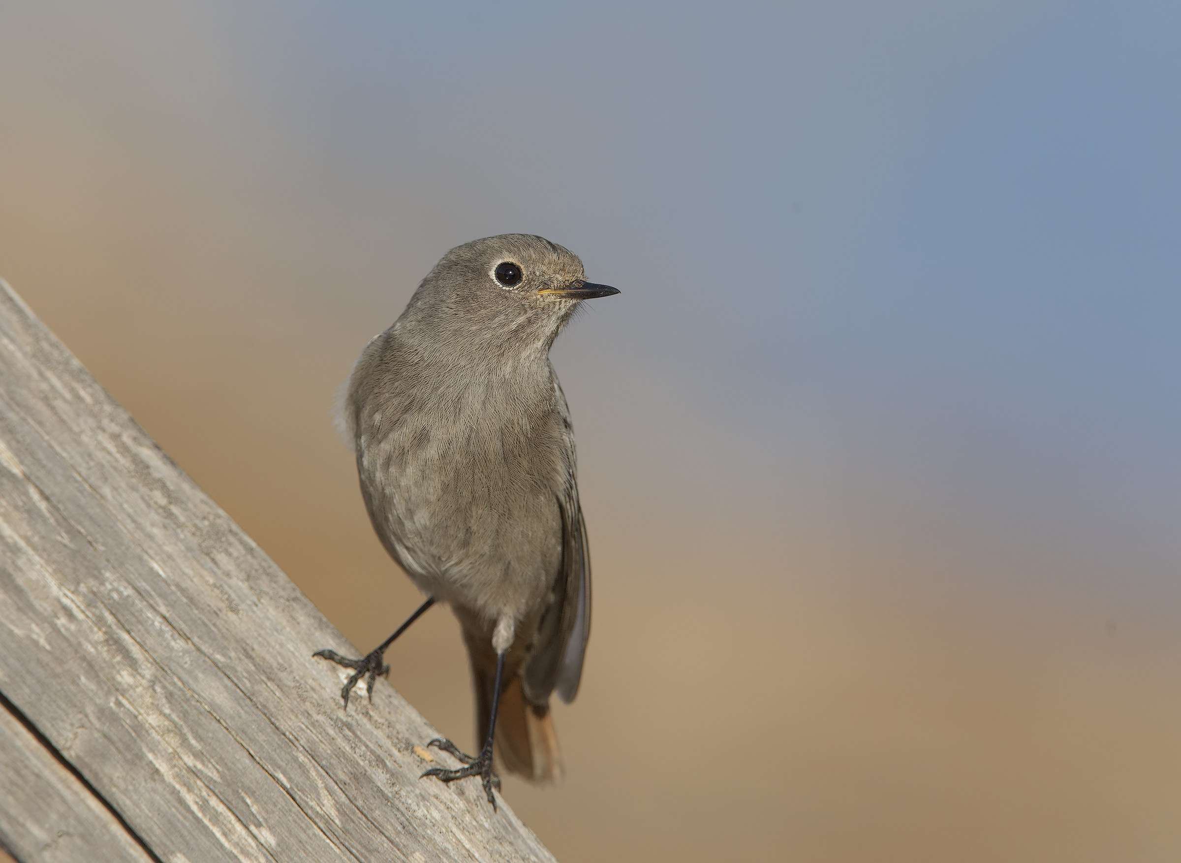 codirosso spazzacamino (phoenicurus ochruros)