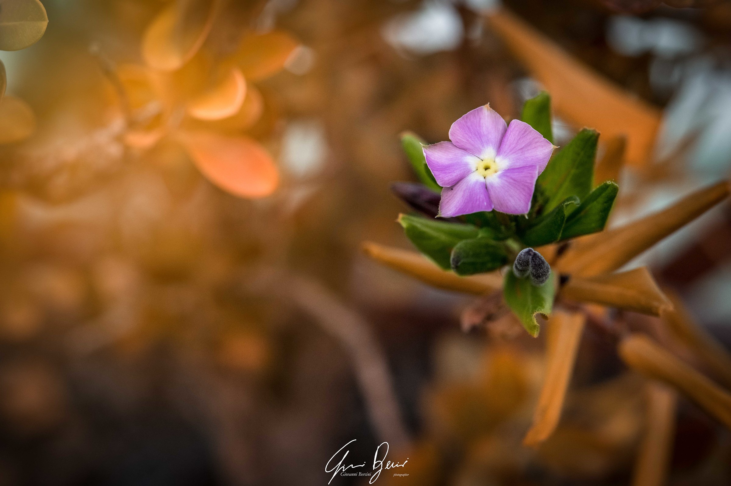 Ultimi colori d'estate