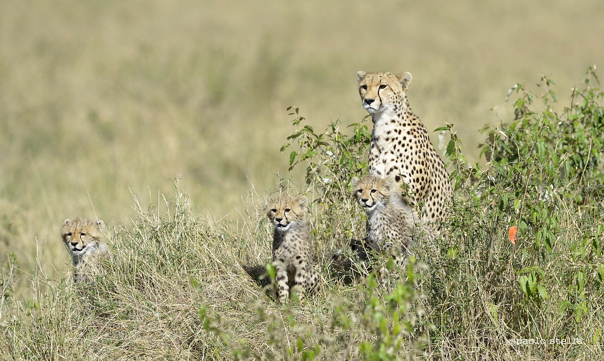 the family, 4 cubs and the mom