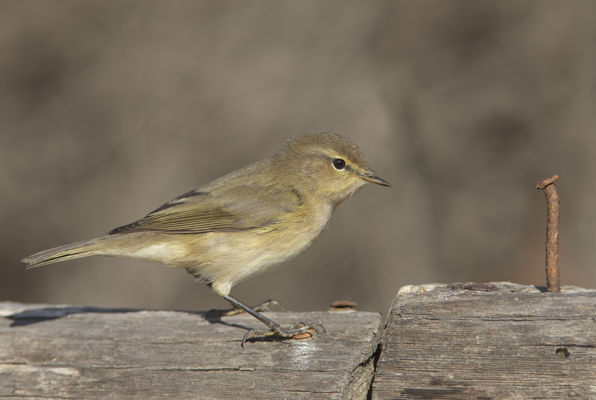 il chiodo fisso............