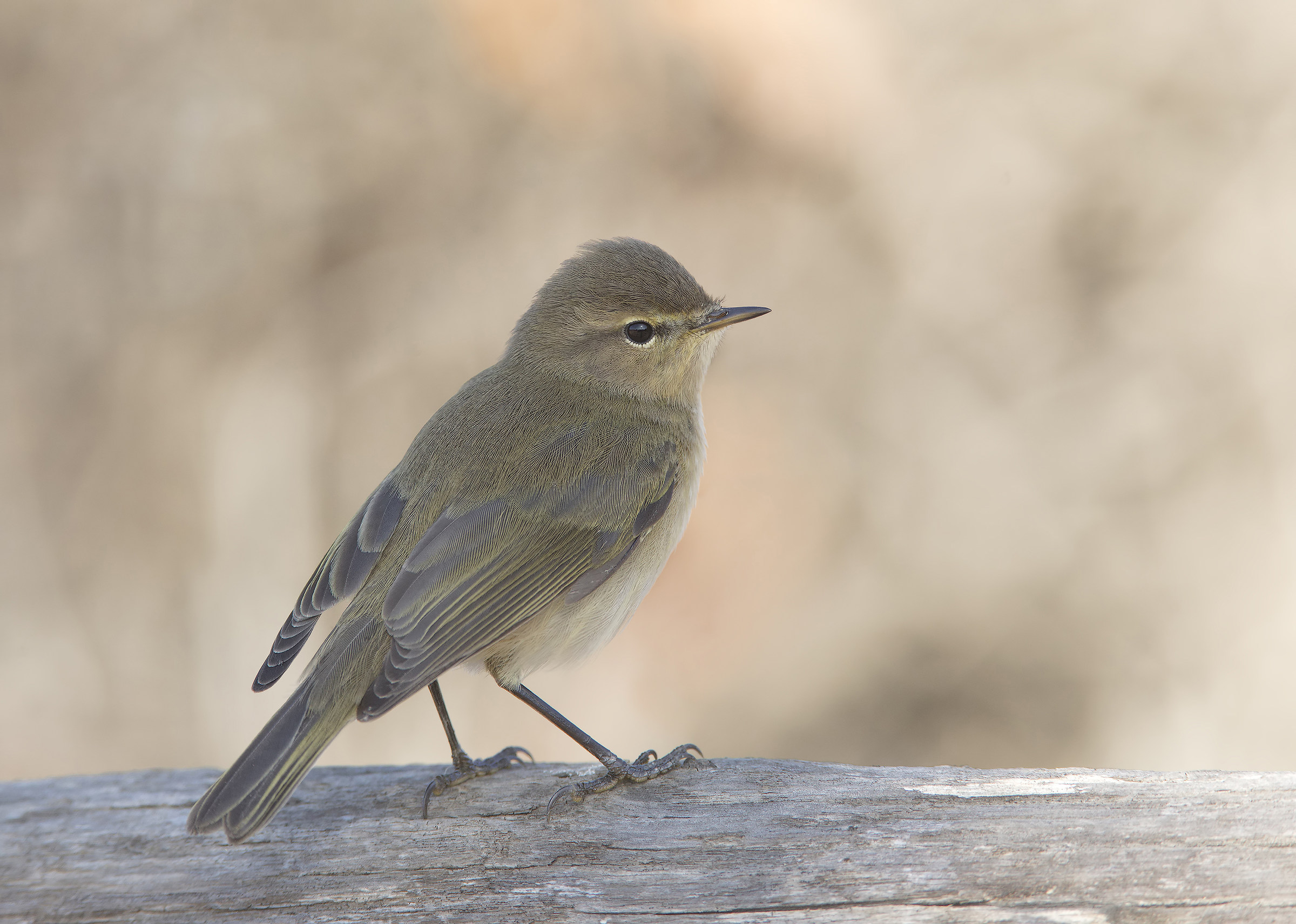 Luì piccolo in ombra (luminosa)