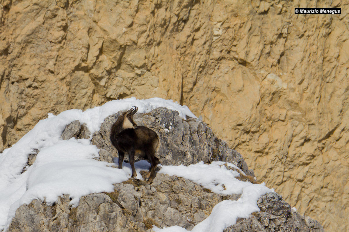 Young male sucking in love's time