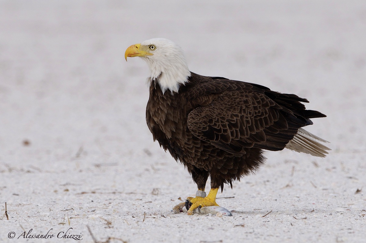 Bald Eagle