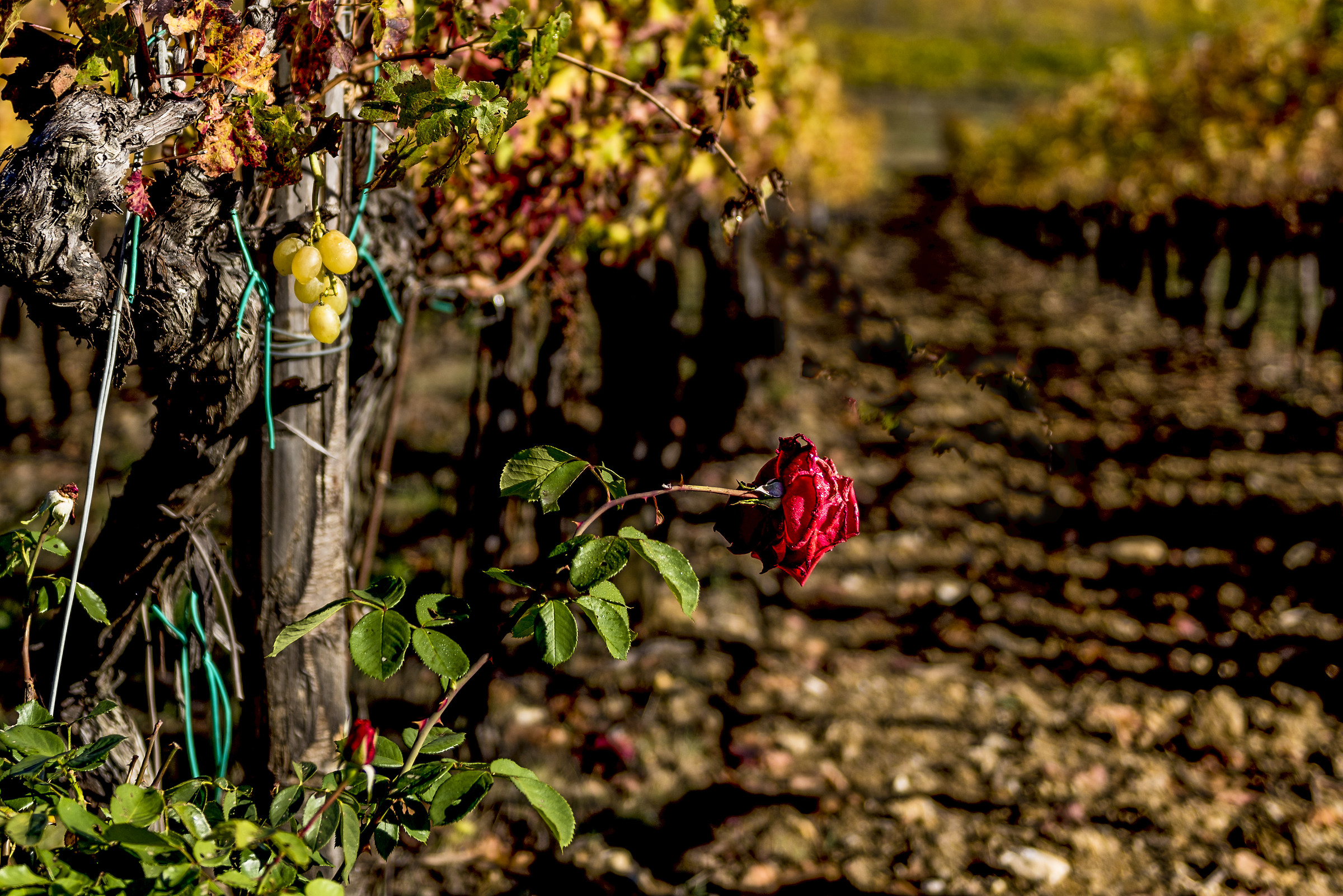 colori e sogni dell'autunno