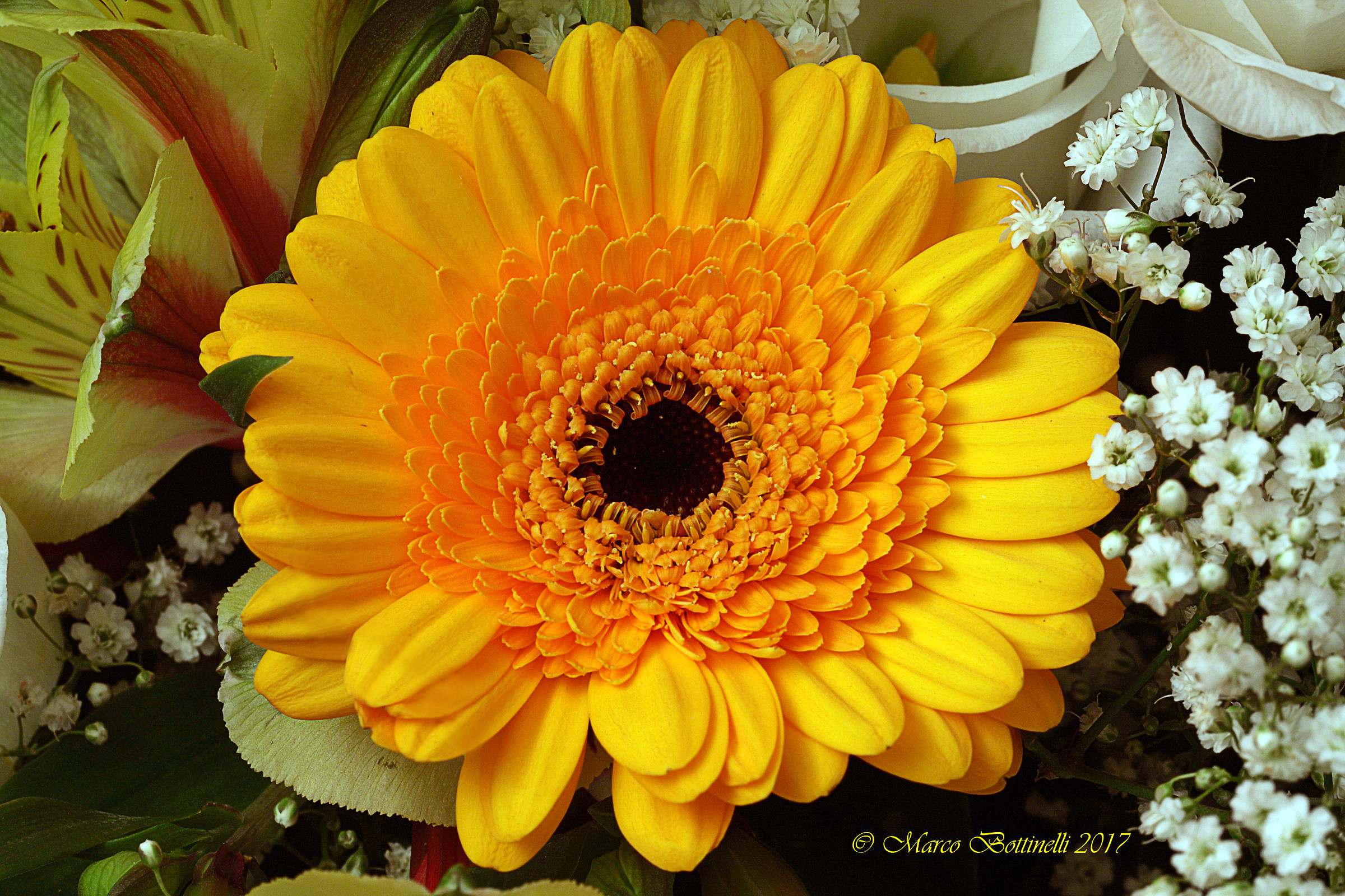 Gerbera - Yellow