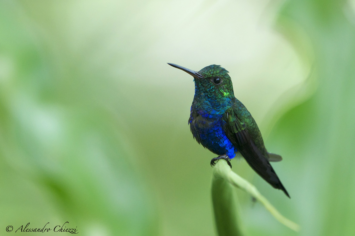 Colibri ventreviola