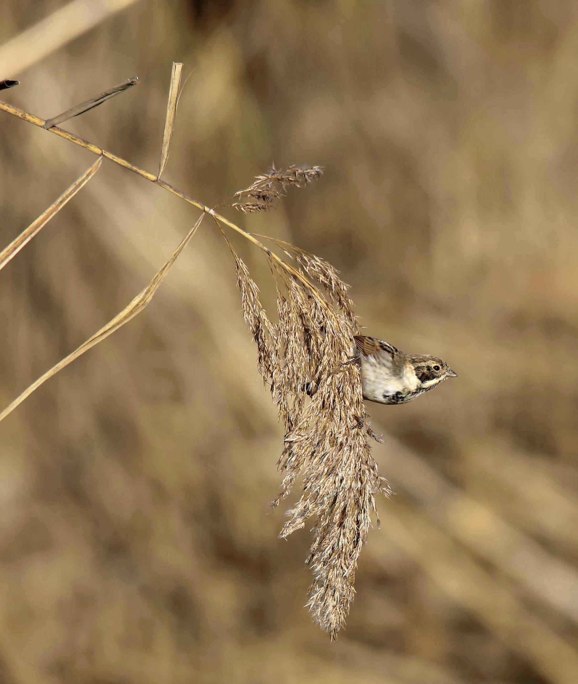 Migliarino di palude