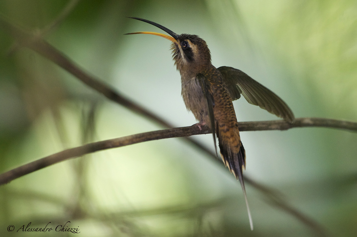 Colibri of the sun beccochiaro