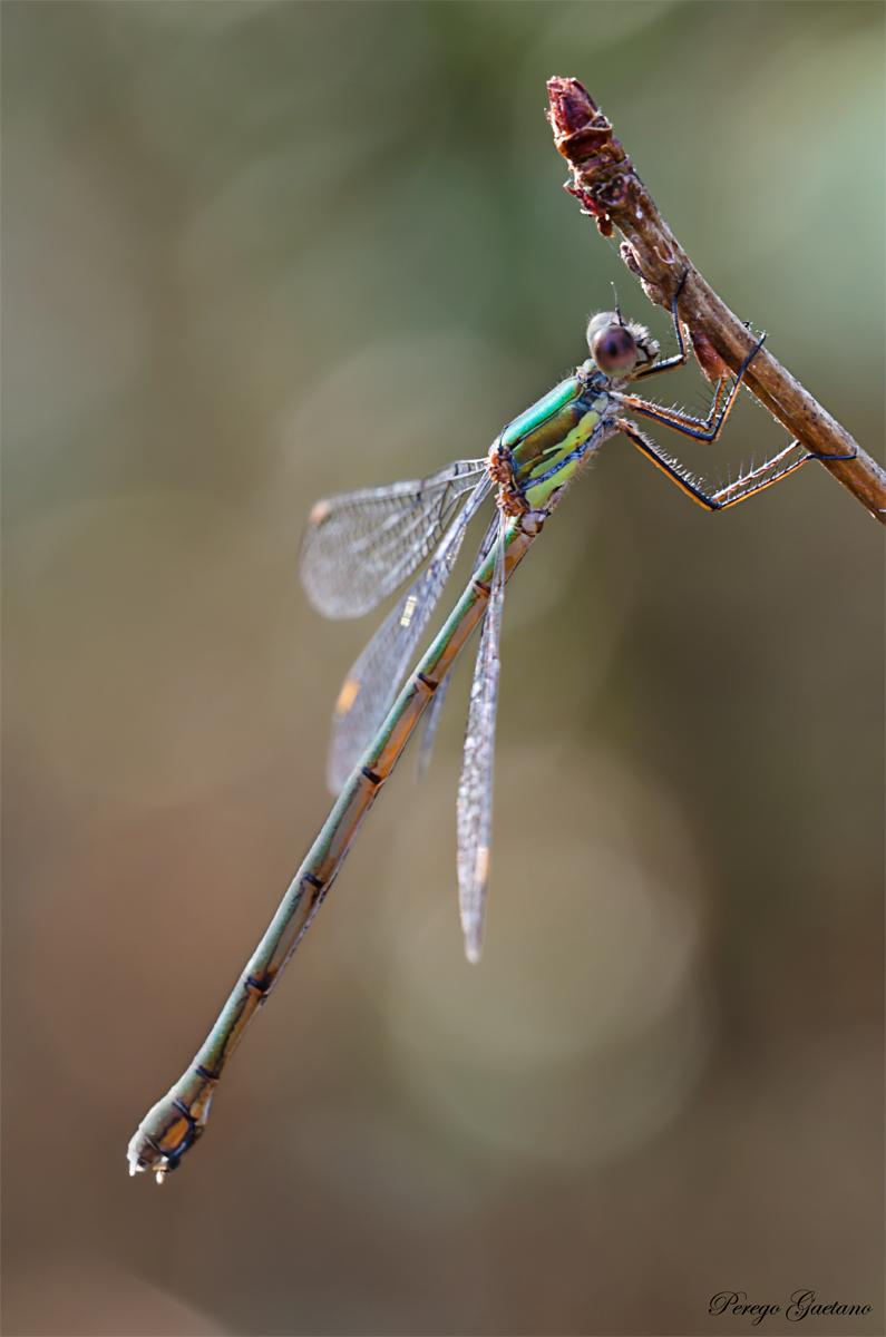 Lestes viridis femmina