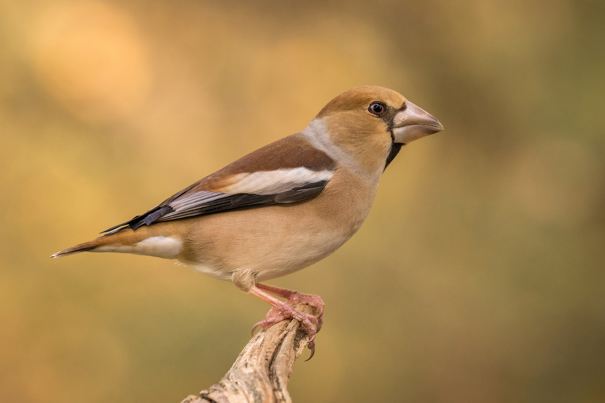Grosbeak