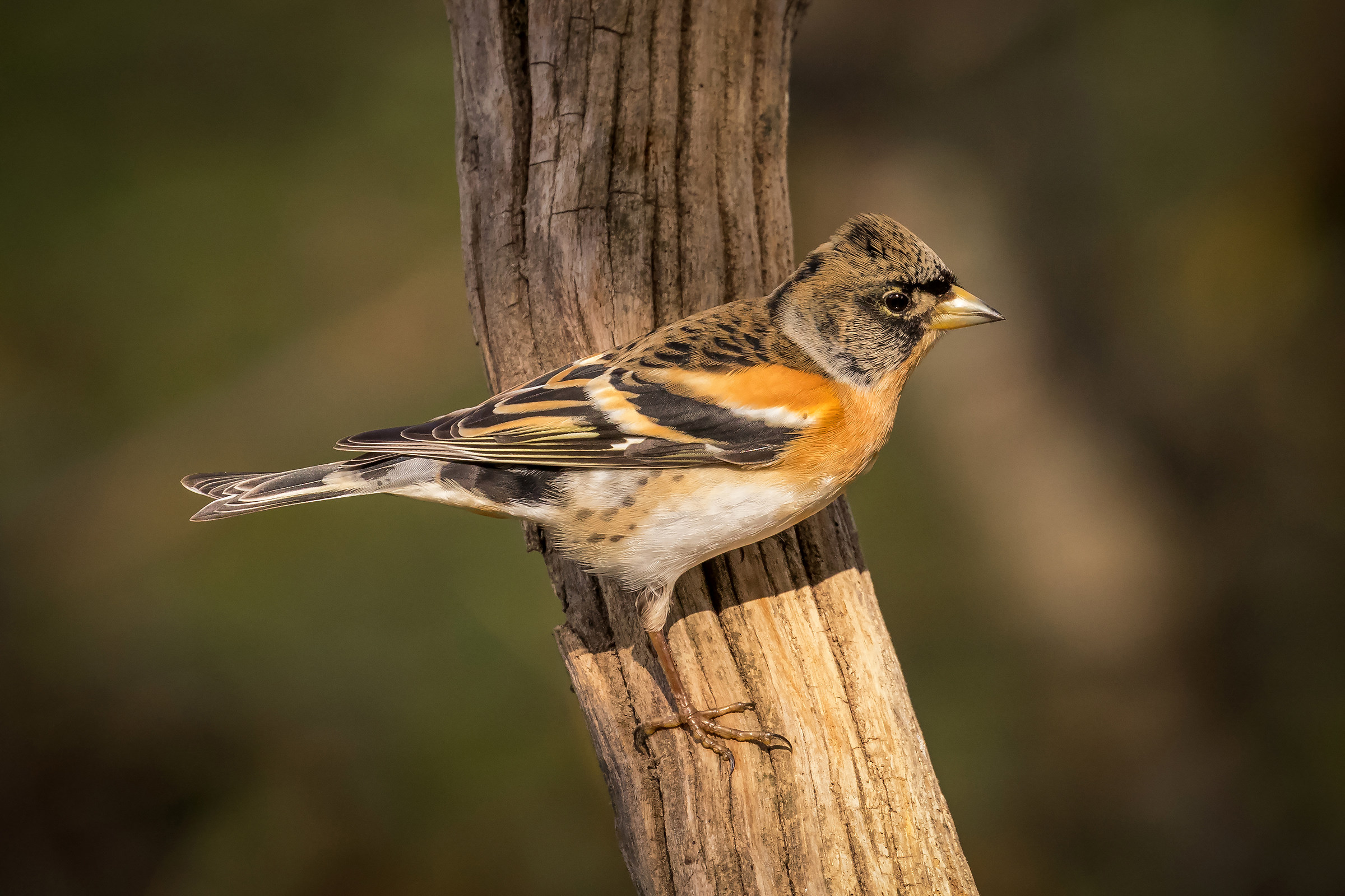 Brambling