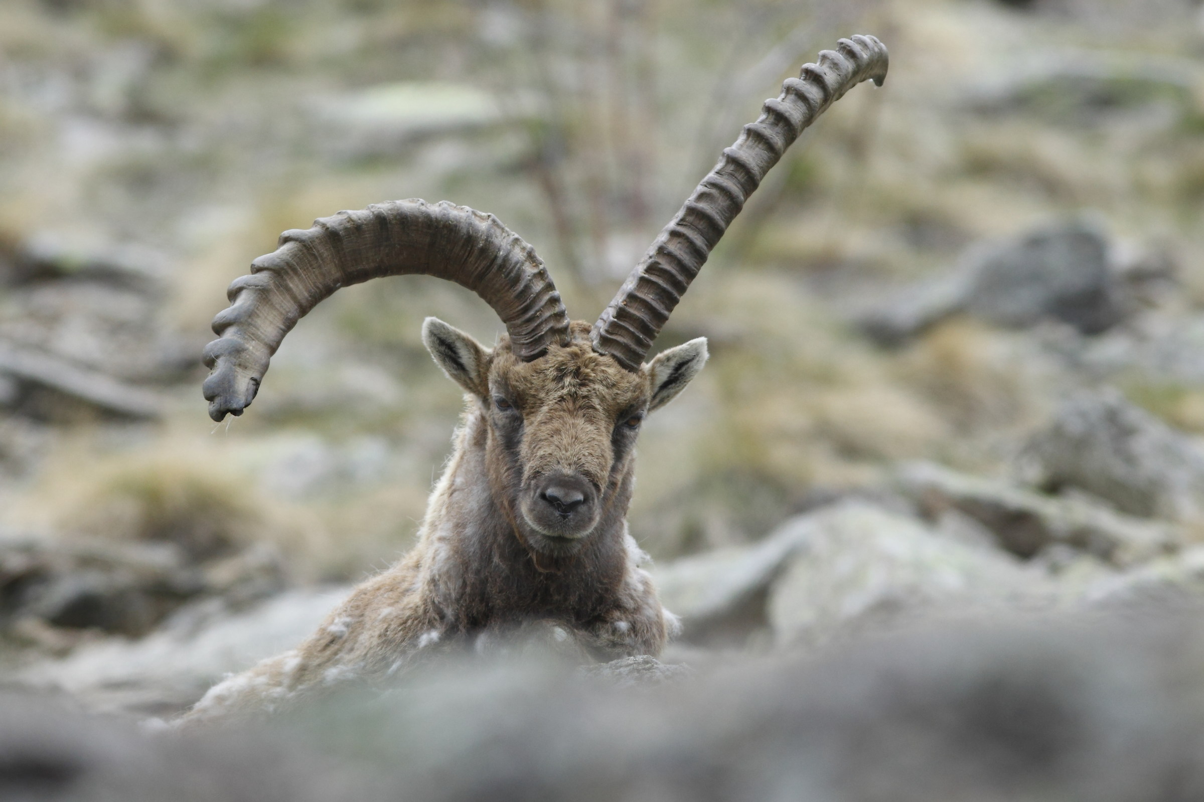 ibex ... not symmetrical