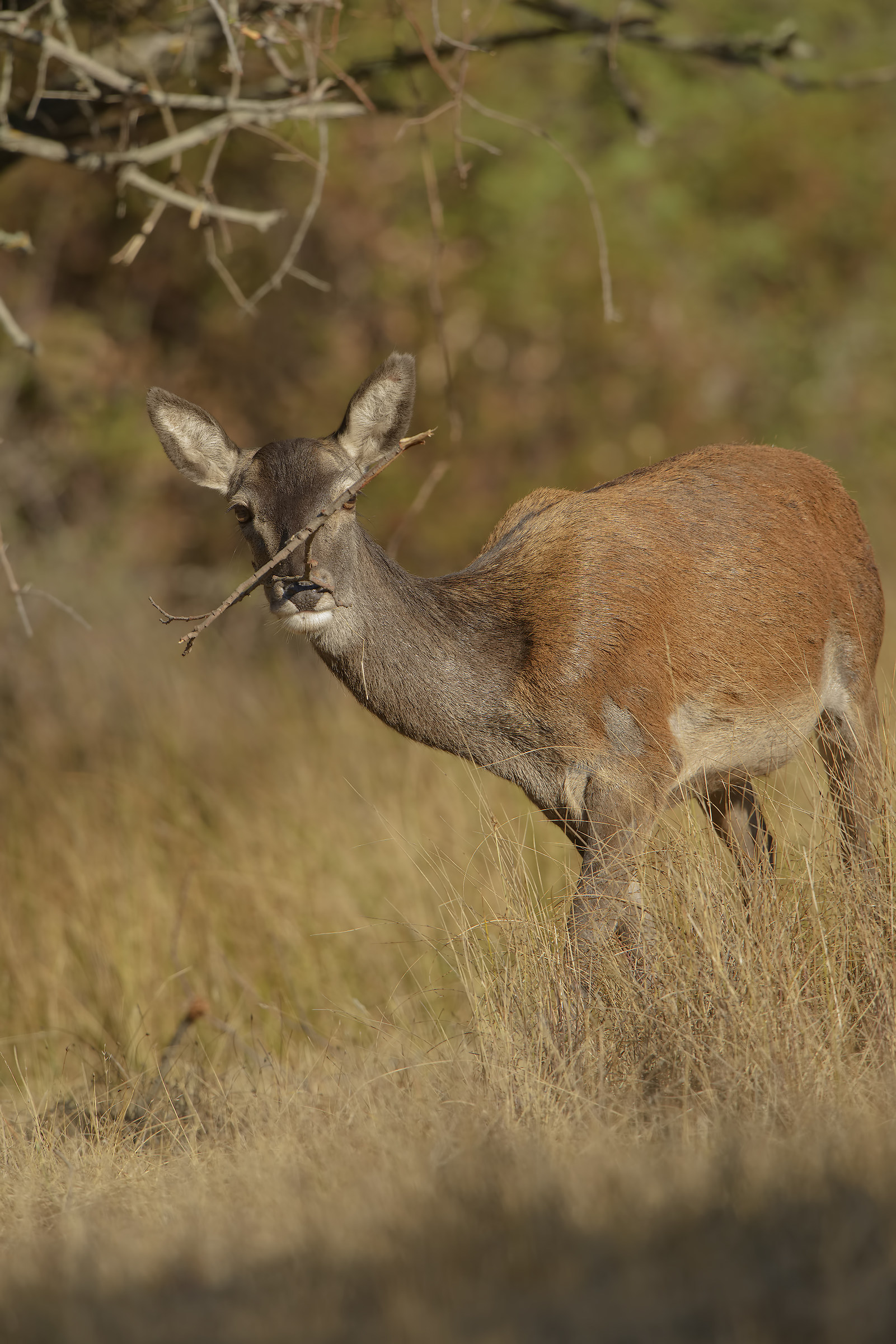 ritratto di cerva con un ramo incastrato sul muso