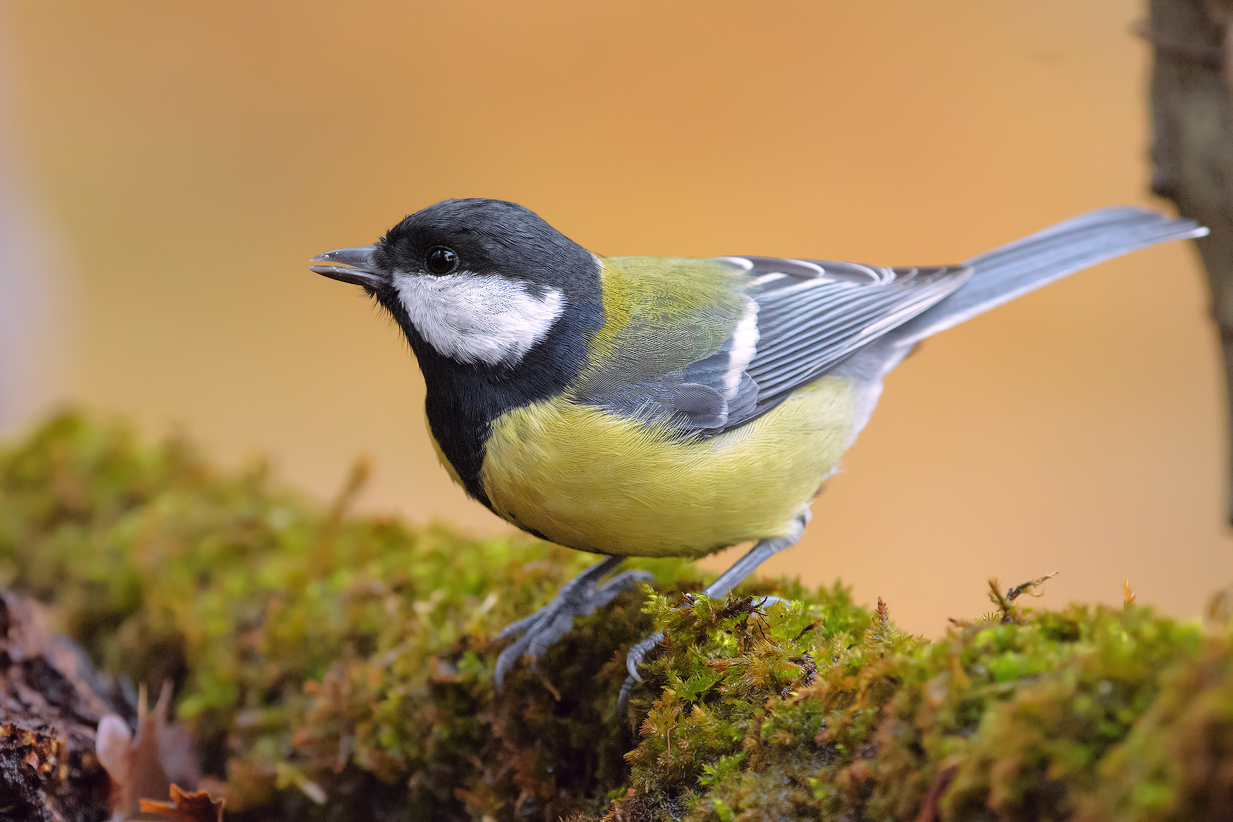 Cinciallegra nei suoi colori