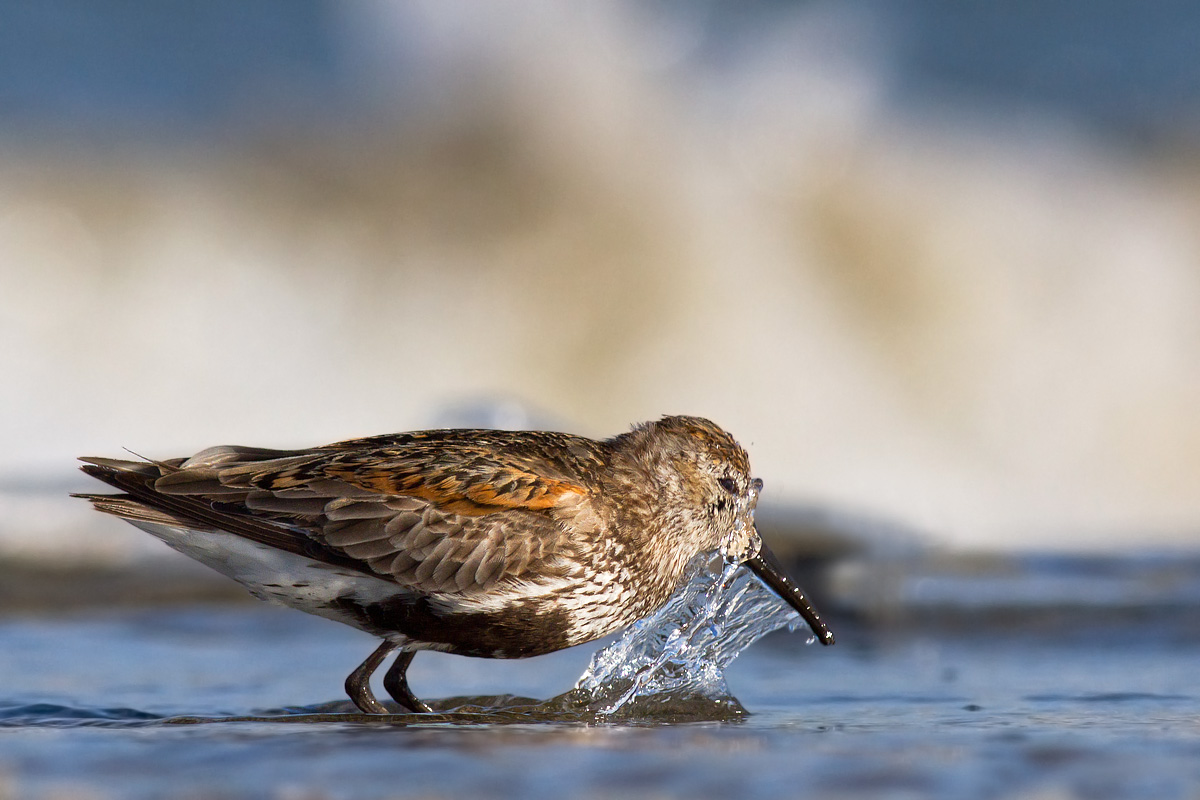 Piovanello Pancianera