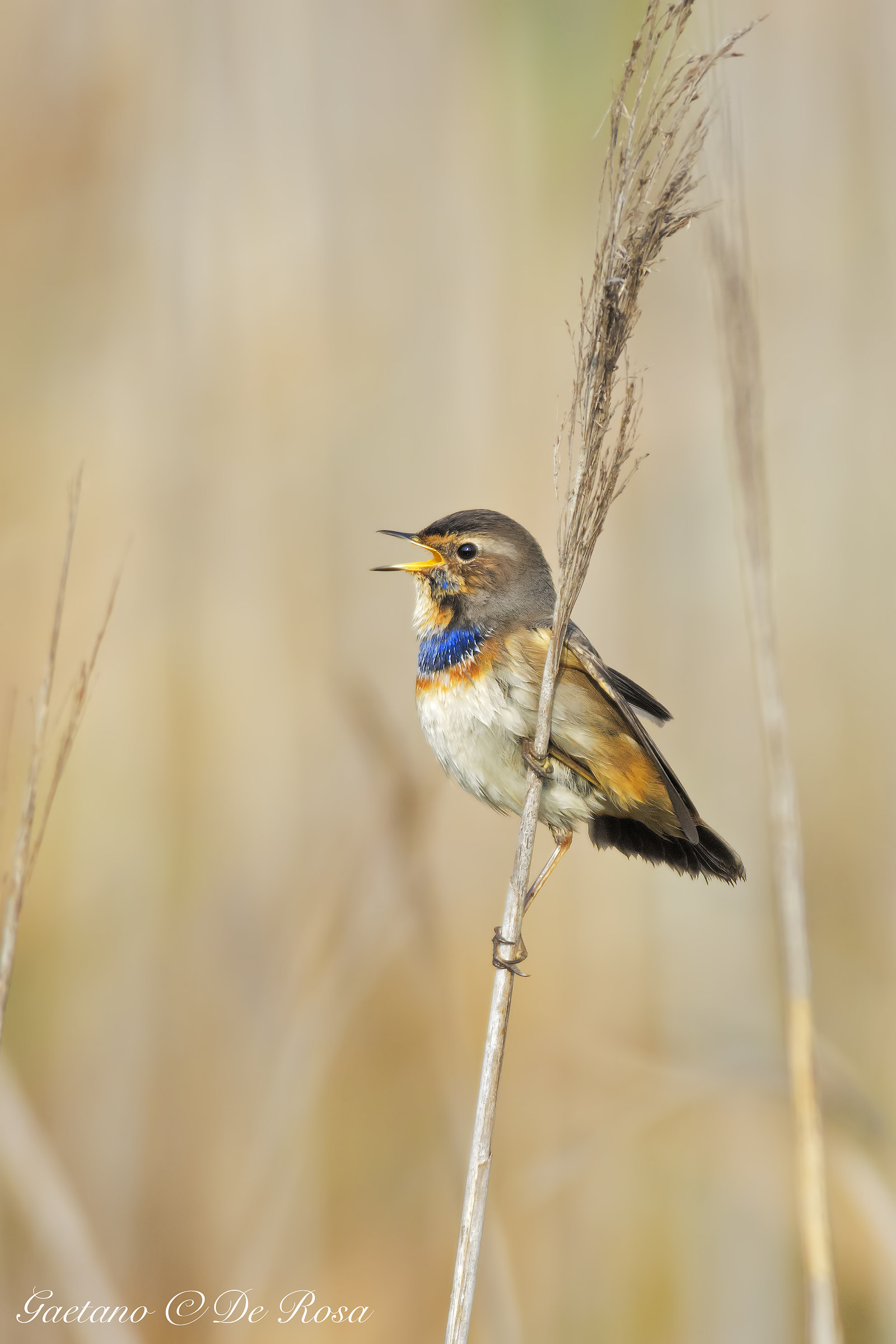 Bluethroat