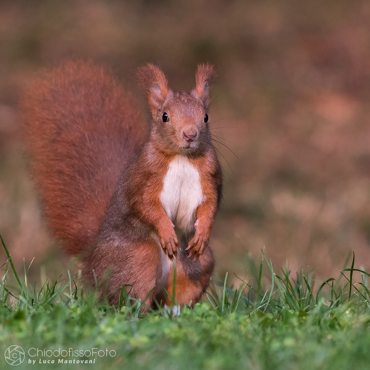 Red and Autumn colors in the background