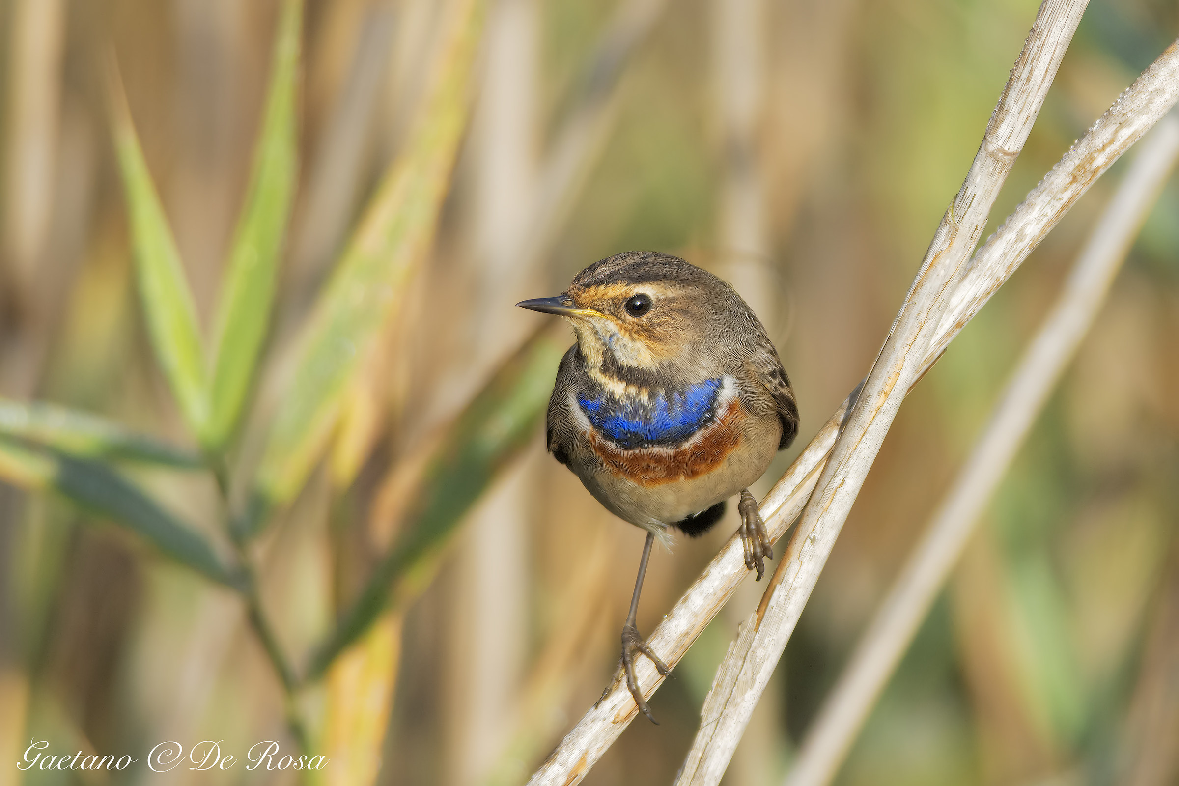 Bluethroat