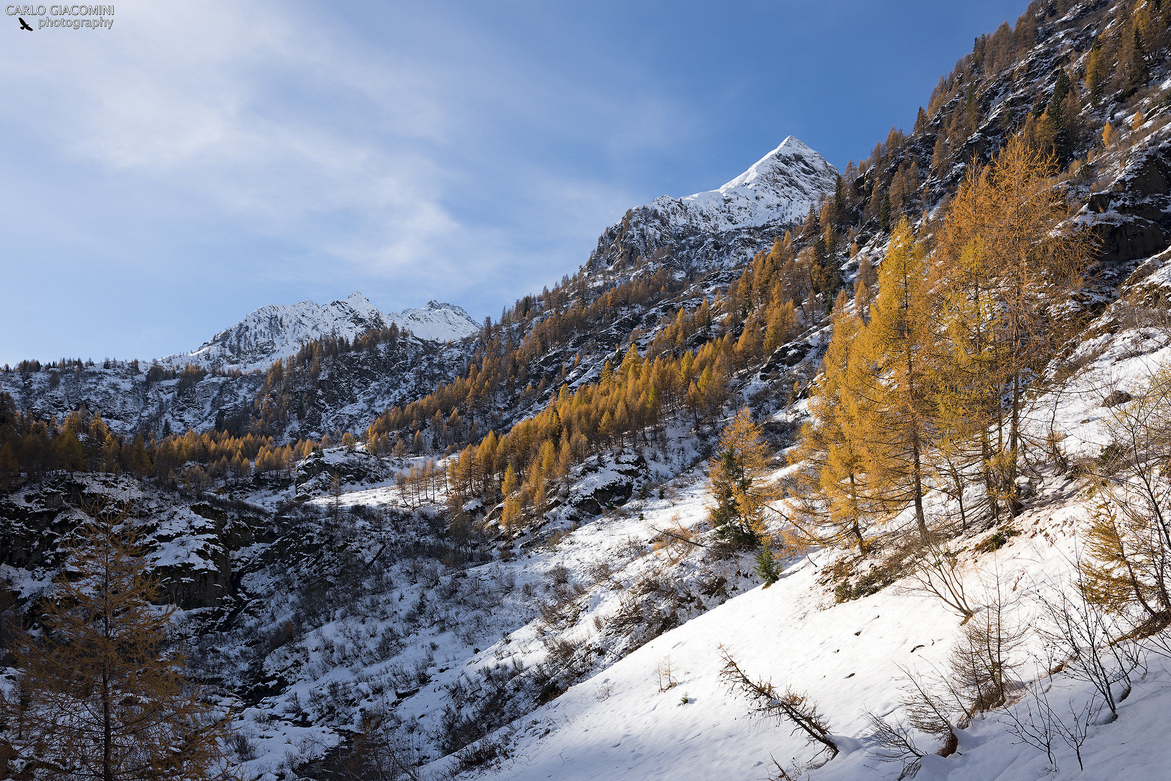 L'ultimo grido dei larici