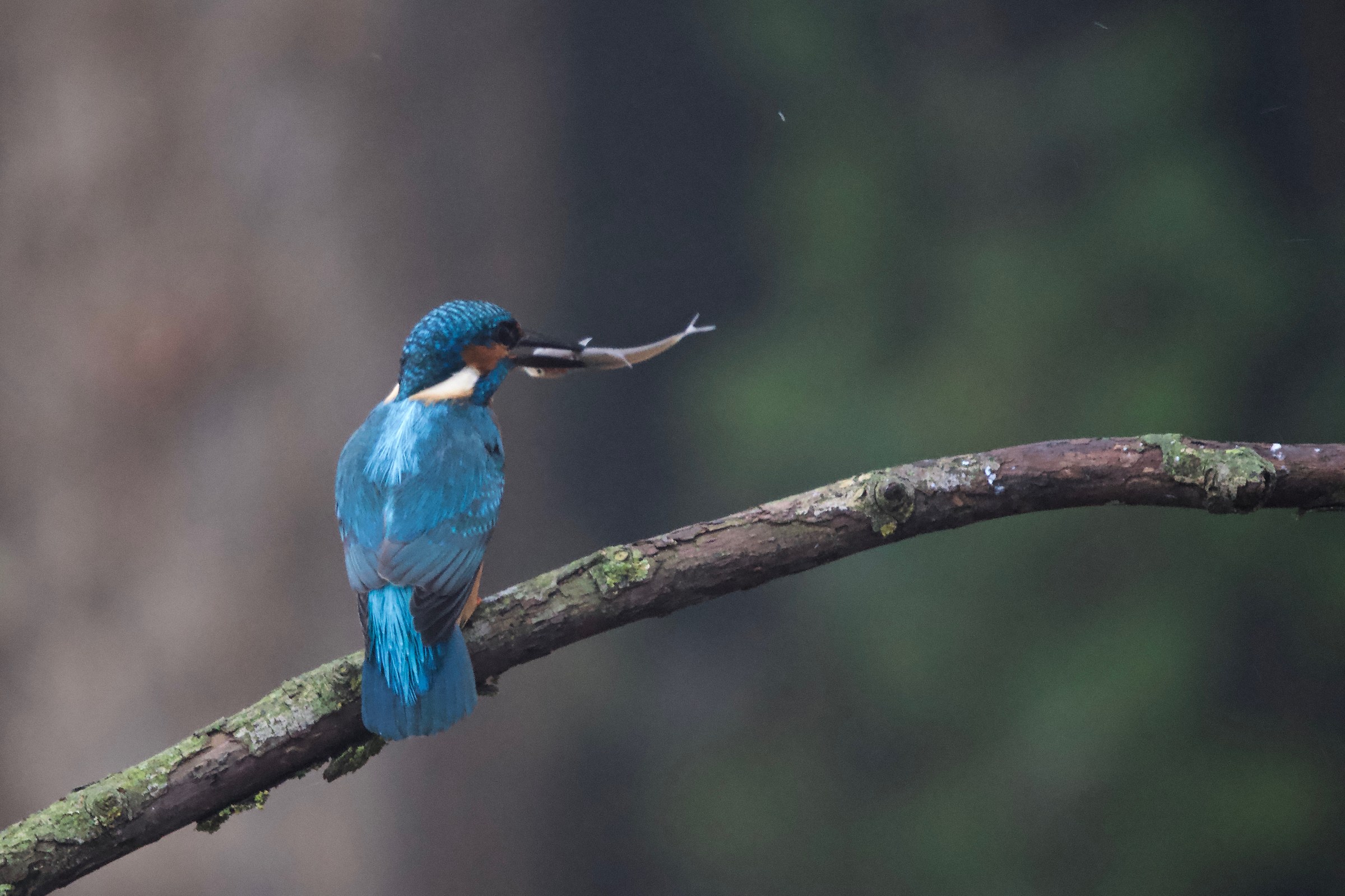 La colazione del Martin