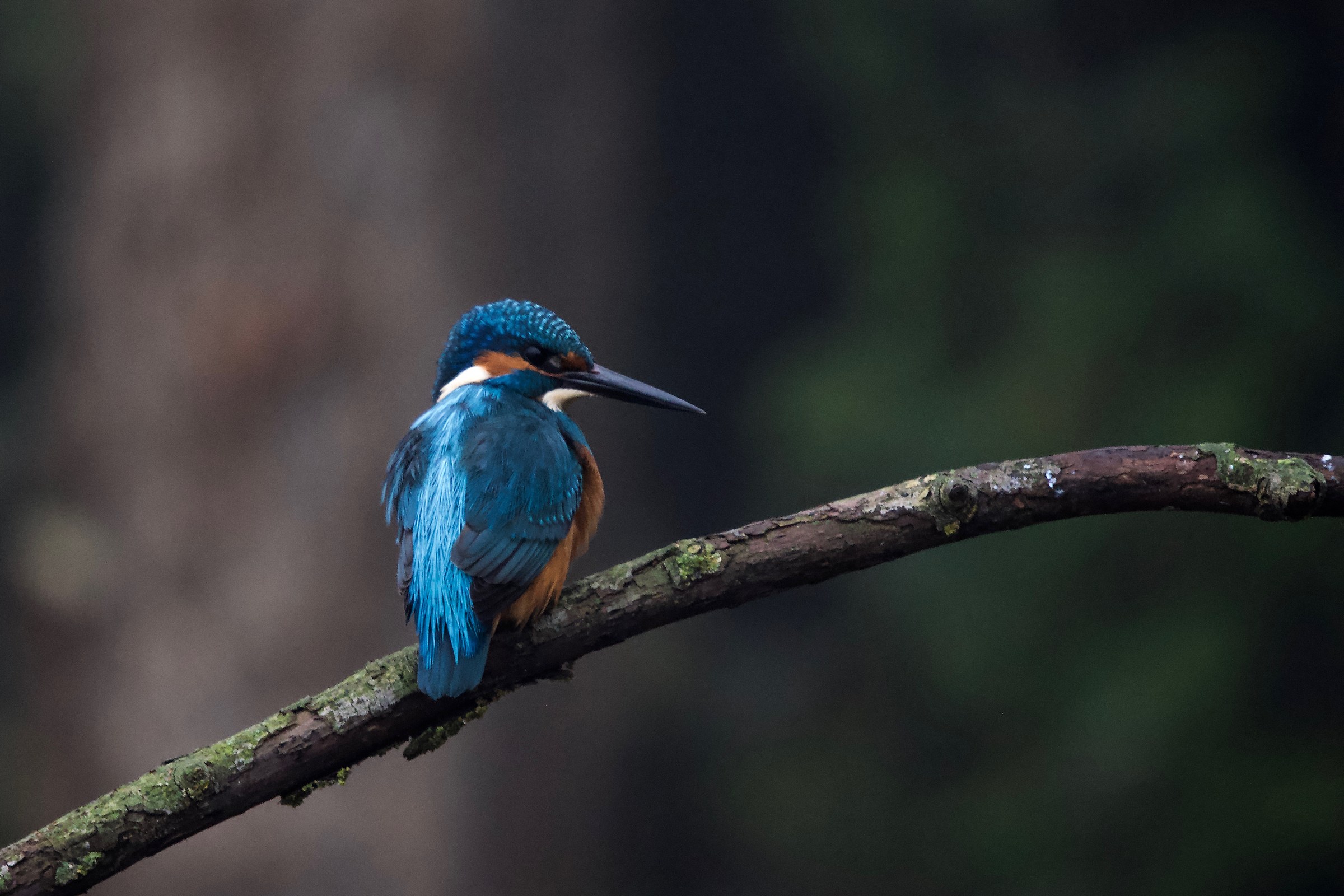 Modalità scanner identificazione prede attivata