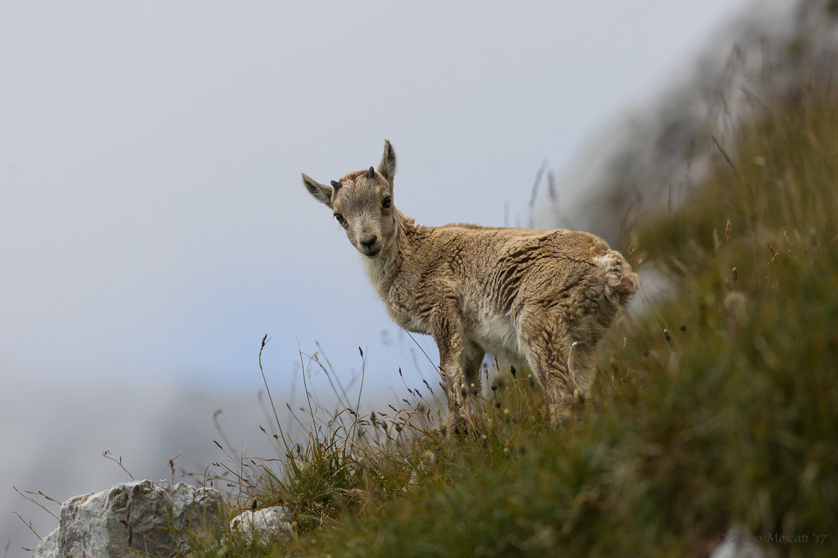 Young ibex