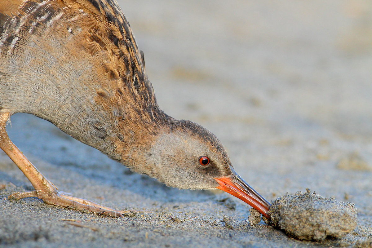Water Rail