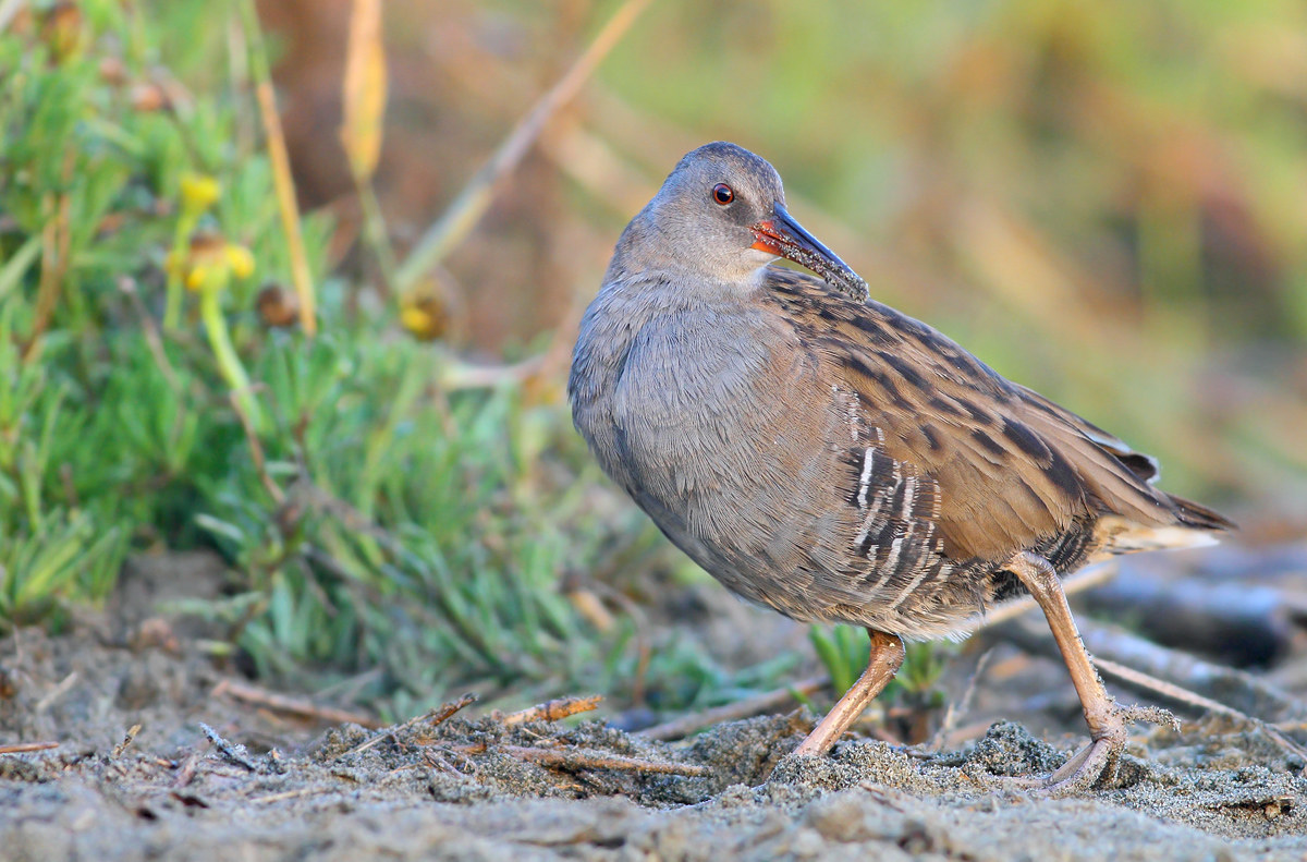 Water Rail