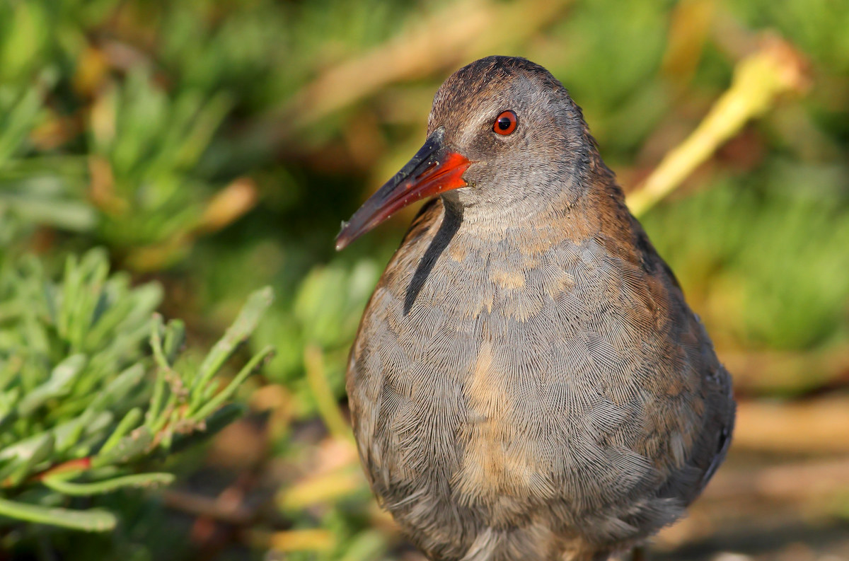 Water Rail