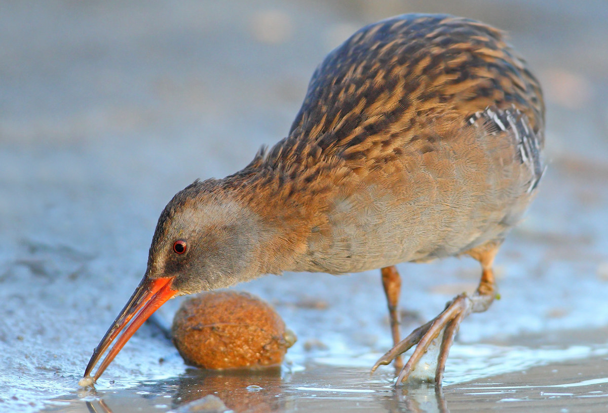 Water Rail