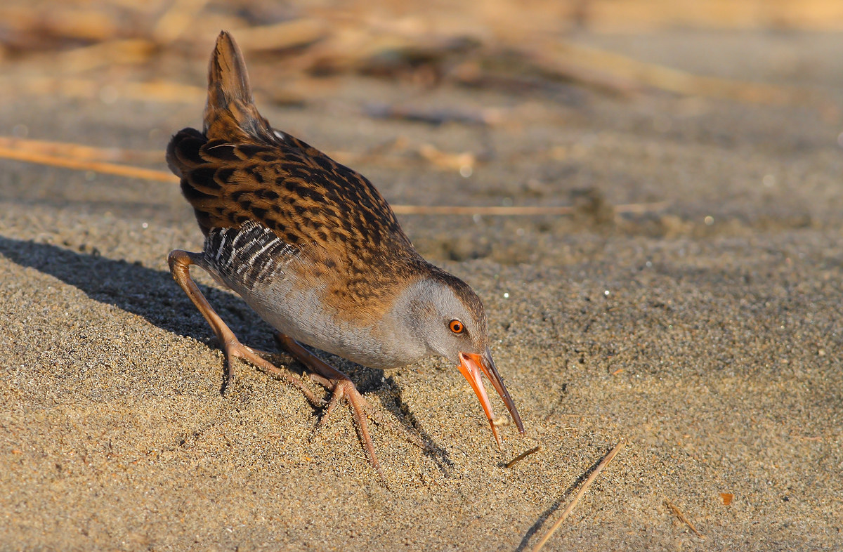 Water Rail