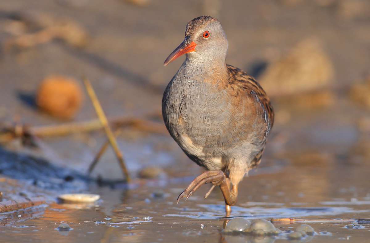 Water Rail