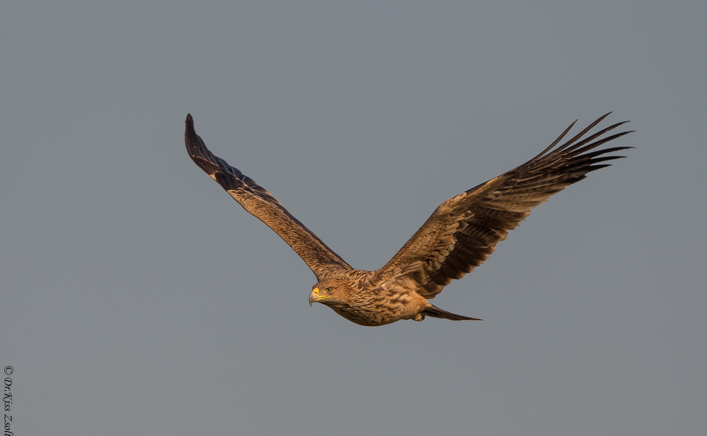 Aquila imperiale giovanile