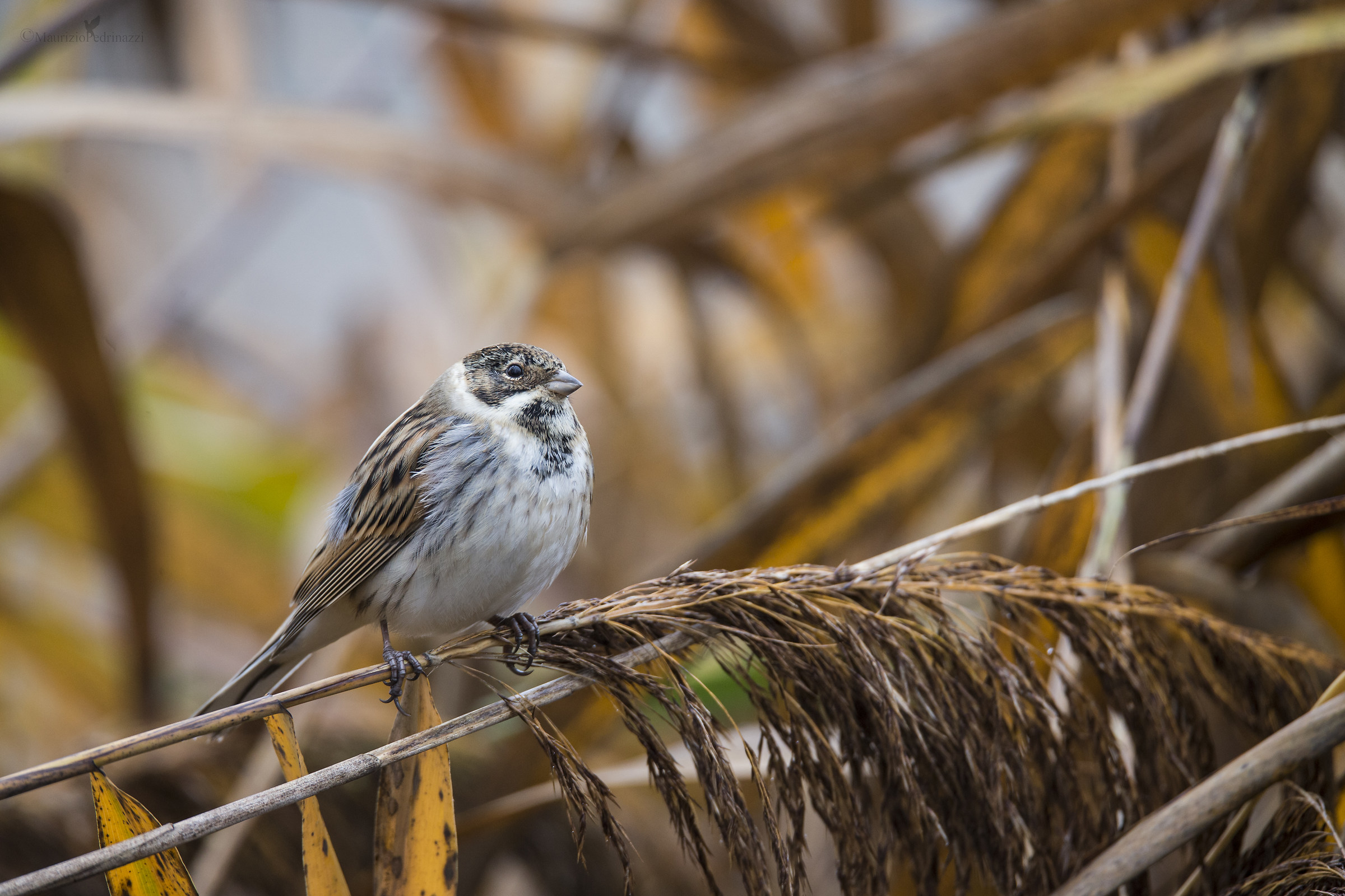 Migliarino di palude